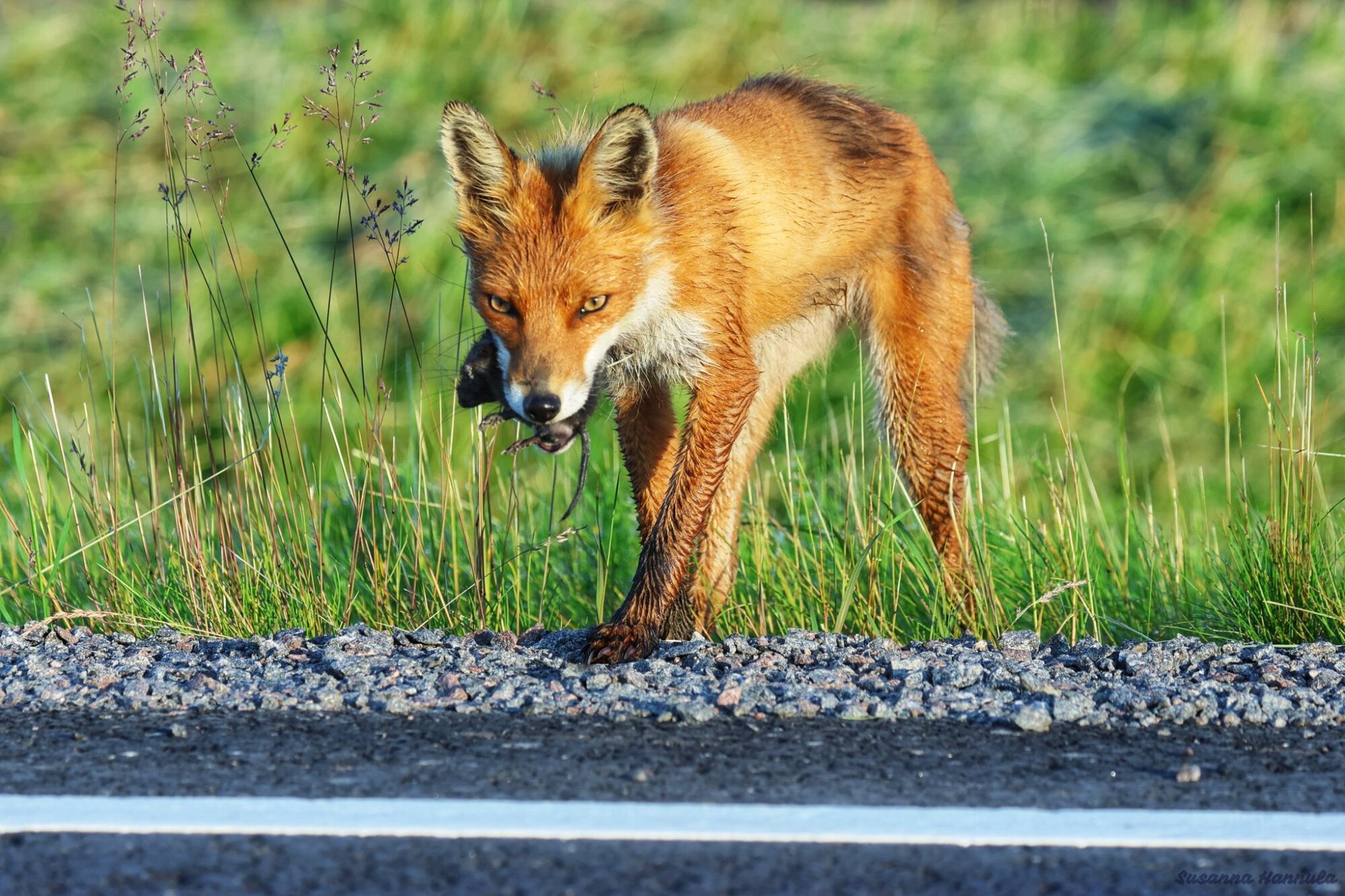 Valokuvaaja: Susanna Hannula Valokuvaaja: Susanna Hannula