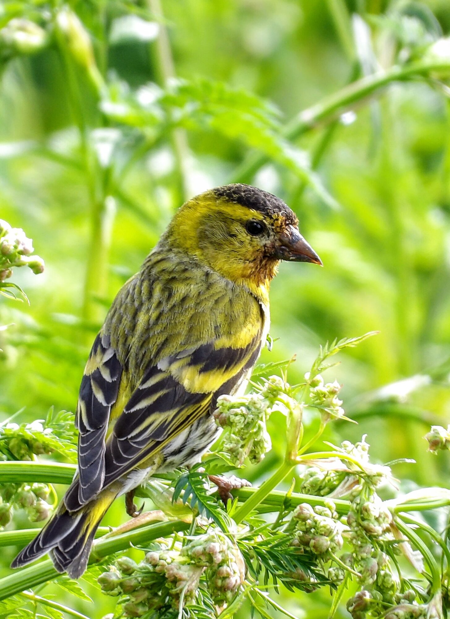 Valokuvaaja: Salla Kumpulainen