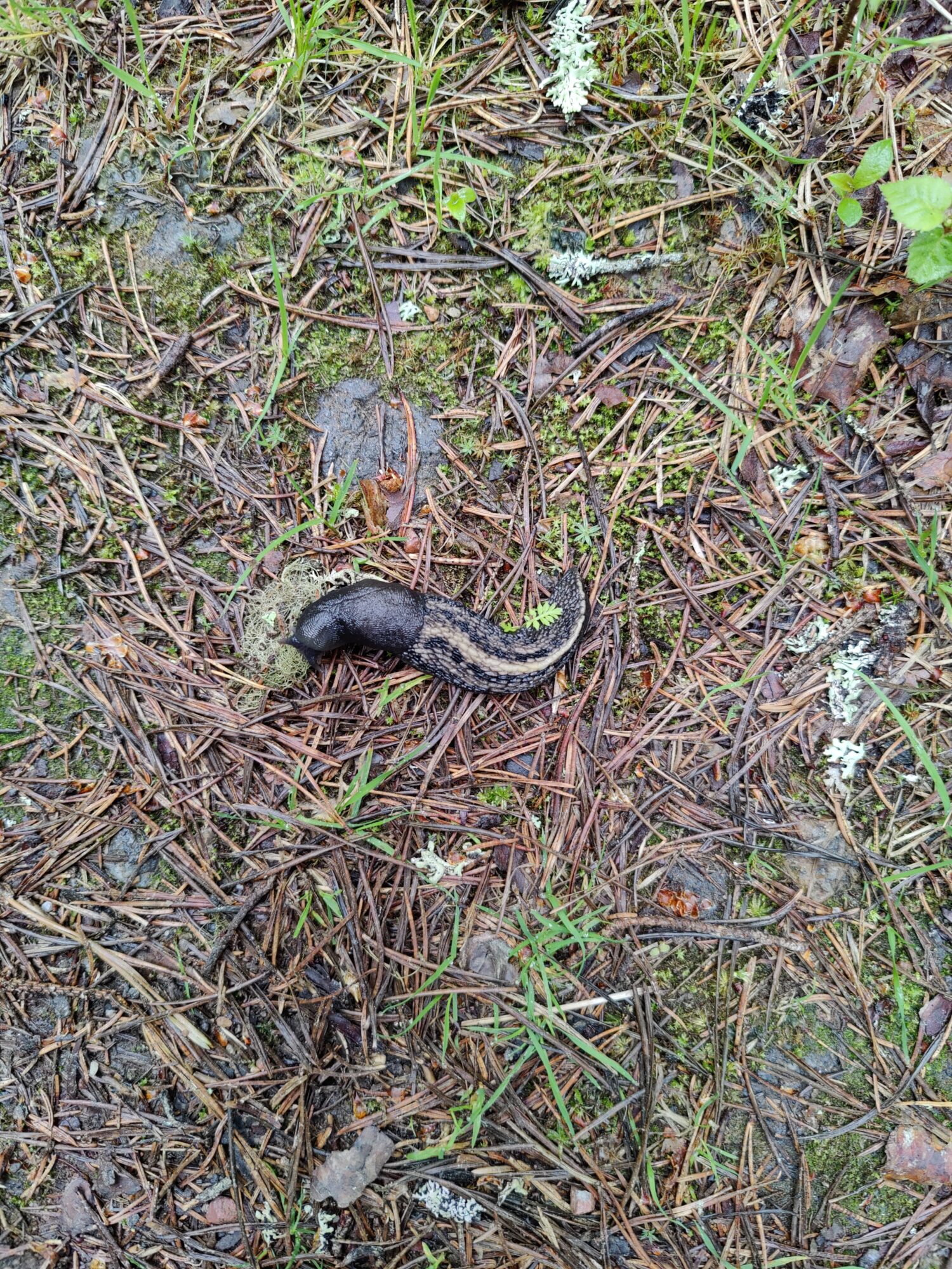 Valokuvaaja: Aino Talvitie-Luomala Valokuvaaja: Aino Talvitie-Luomala