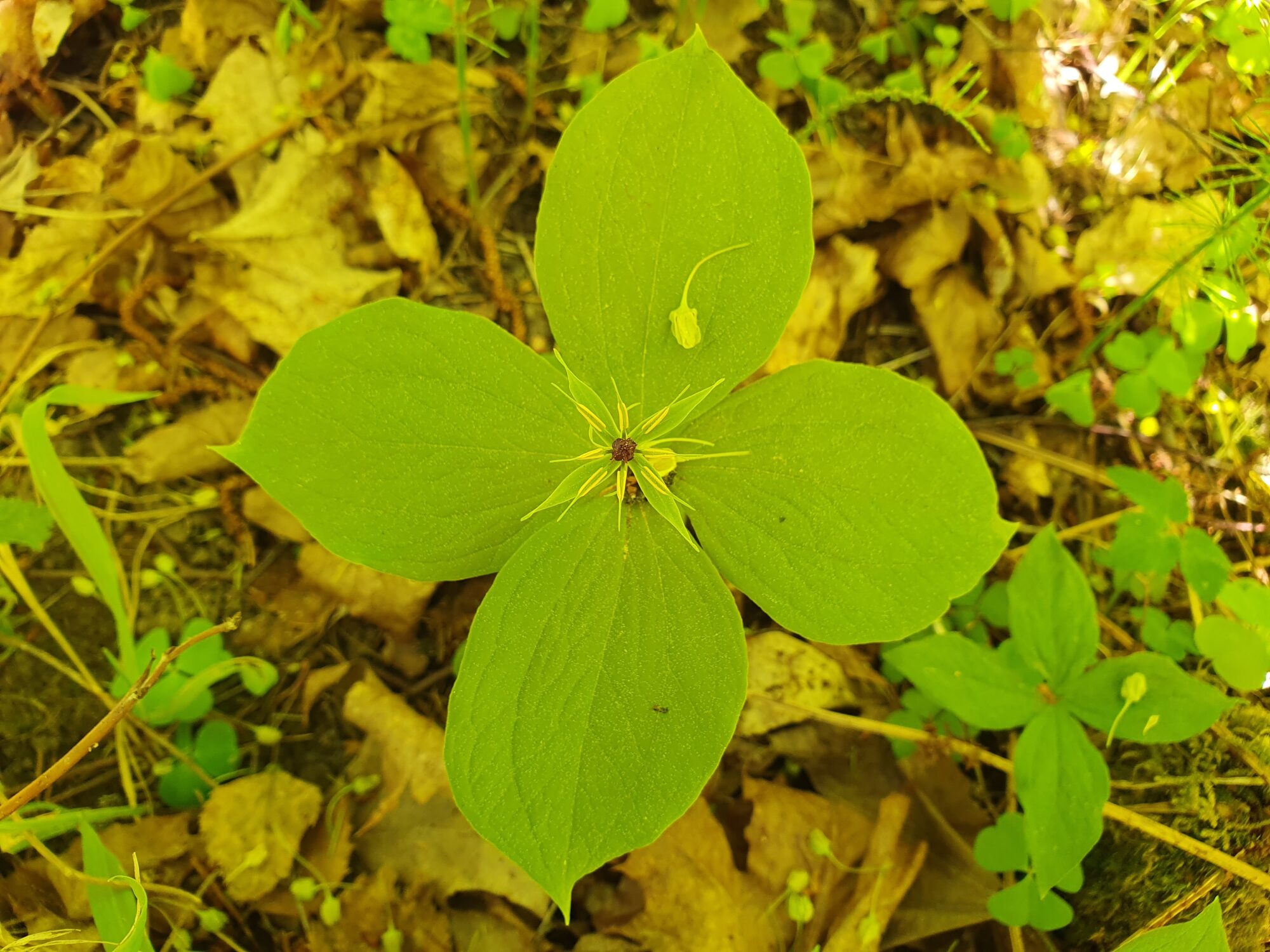 Valokuvaaja: Pirkko Tuulihovi