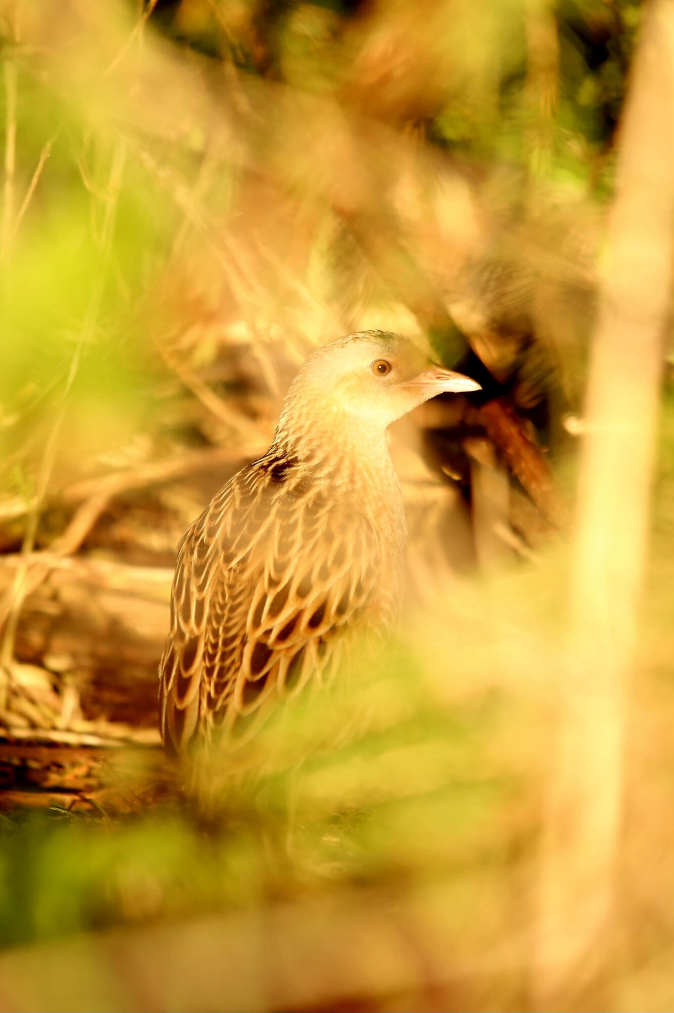 Valokuvaaja: Maija Mehto