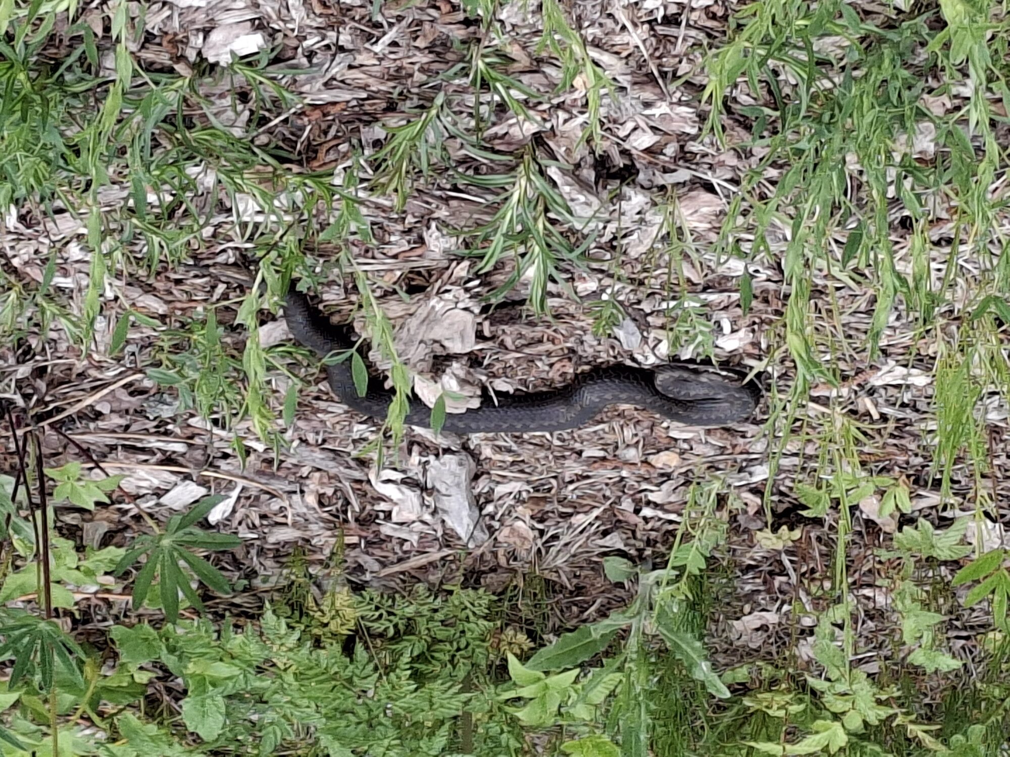 Valokuvaaja: Satu Suuntala