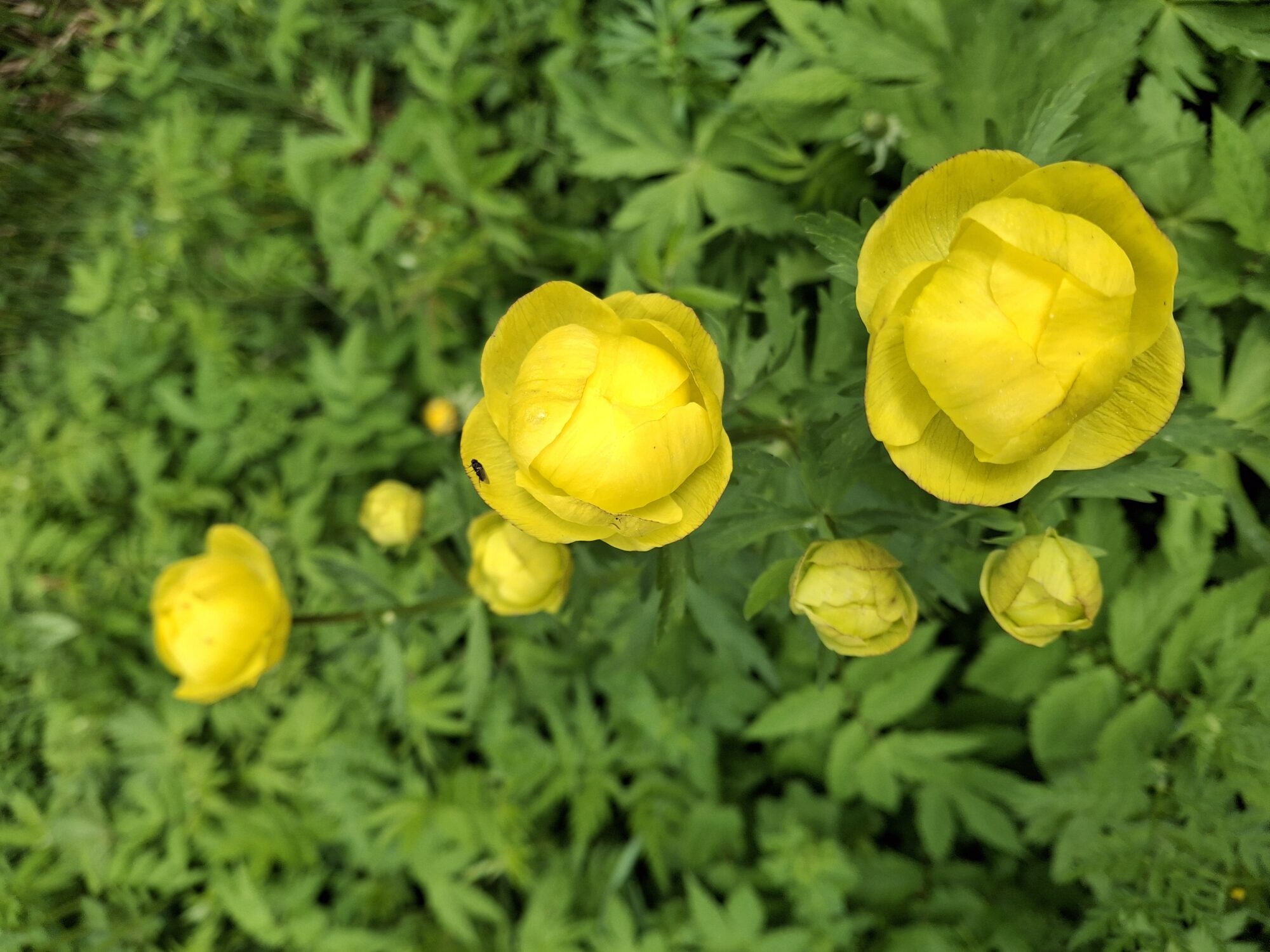 Valokuvaaja: Satu Suuntala