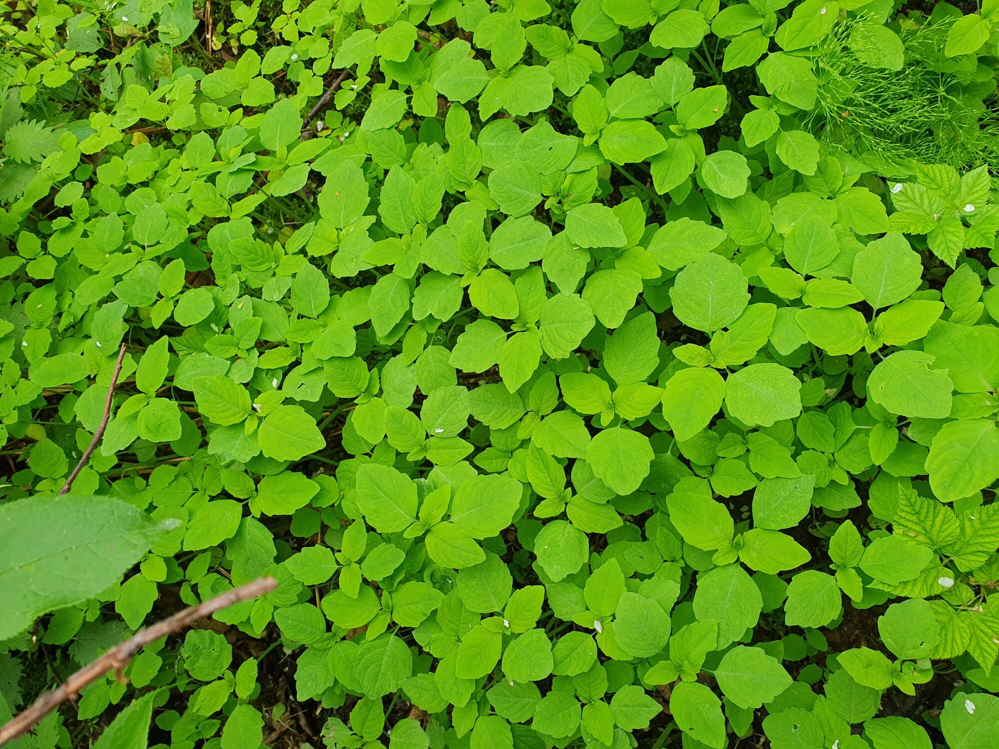 Valokuvaaja: Pirkko Tuulihovi