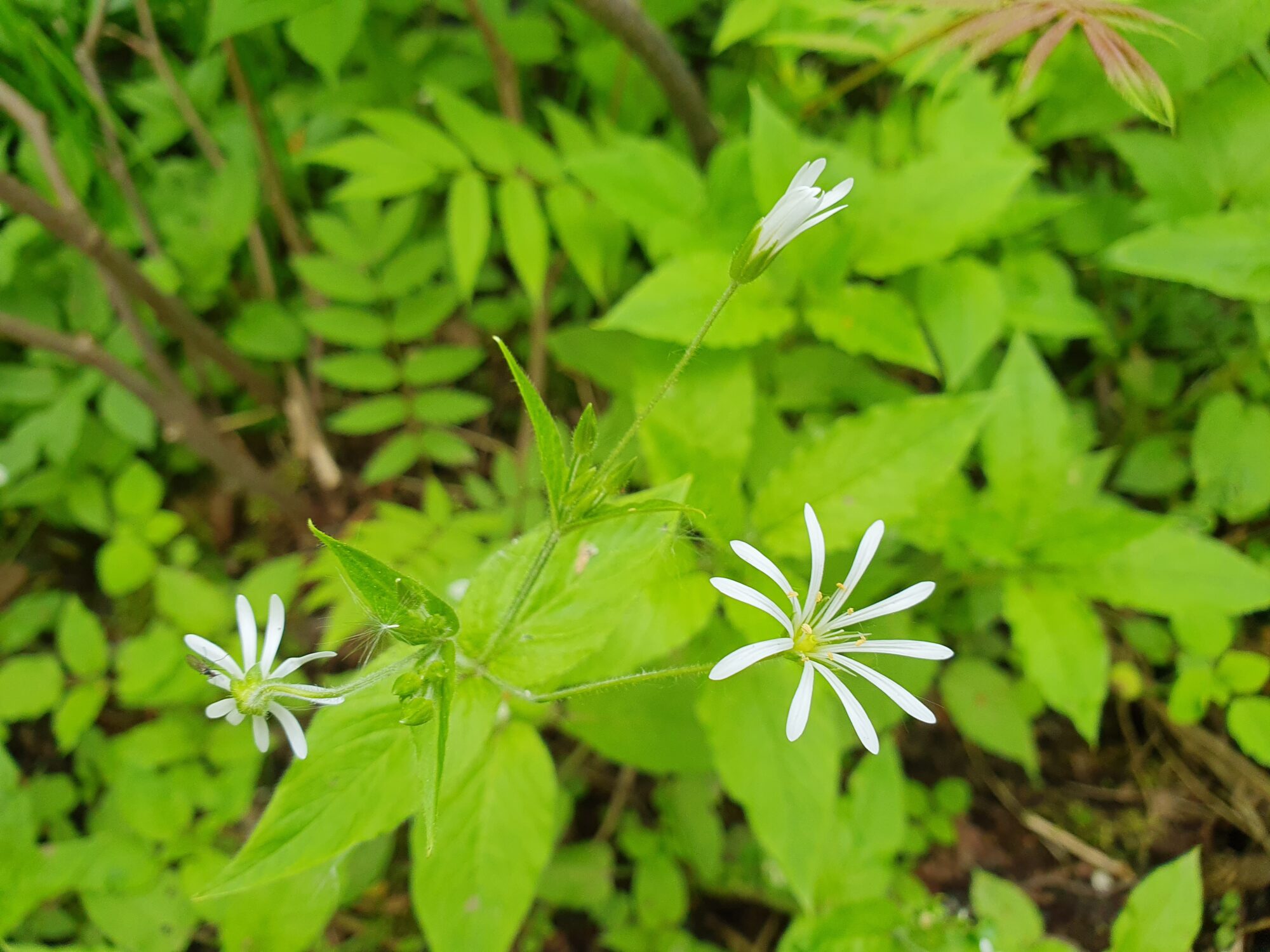Valokuvaaja: Pirkko Tuulihovi