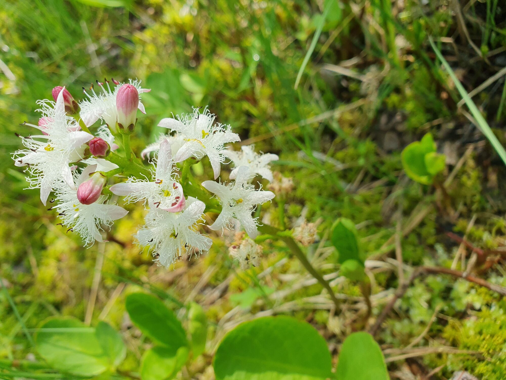 Valokuvaaja: Pirkko Tuuulihovi