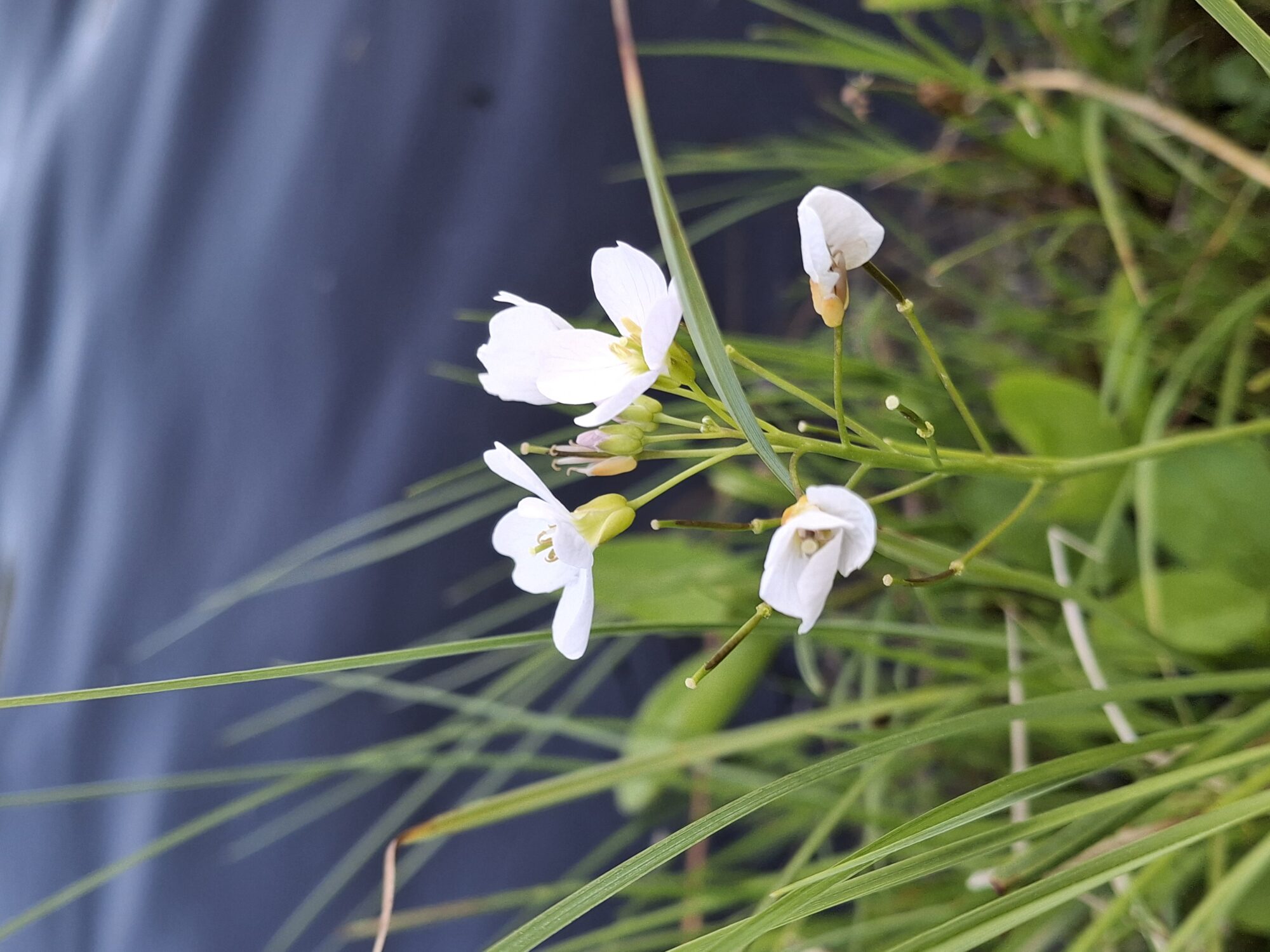 Valokuvaaja: Satu Suuntala