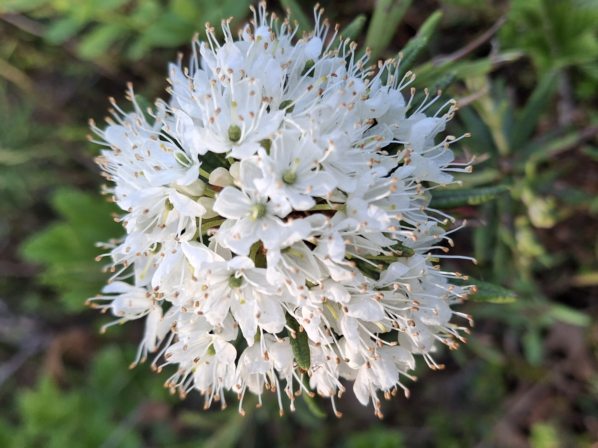 Valokuvaaja: Satu  Suuntala