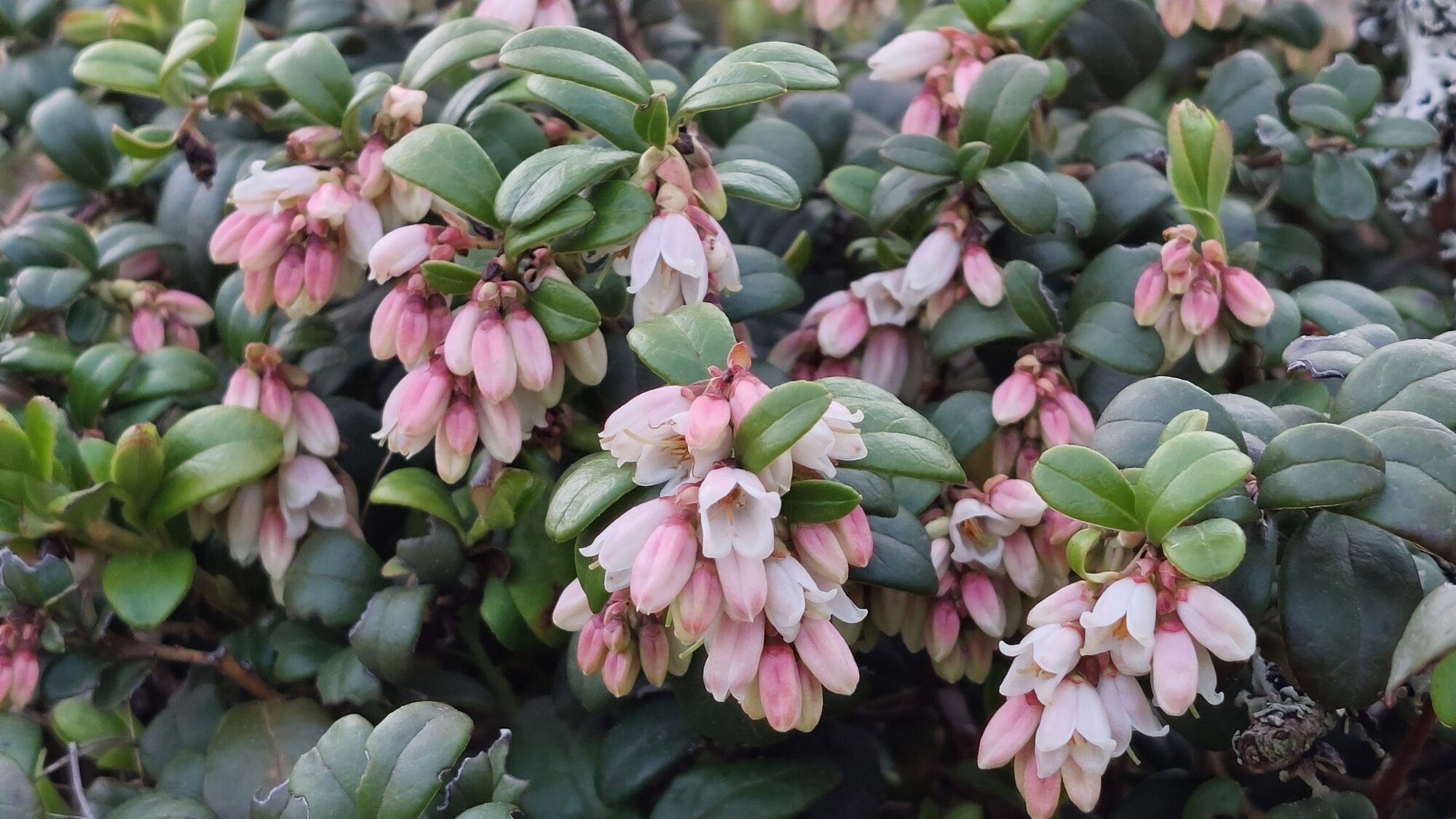 Valokuvaaja: Tarja Naukkarinen