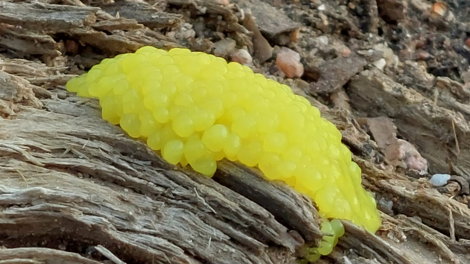 Valokuvaaja: Tarja Naukkarinen