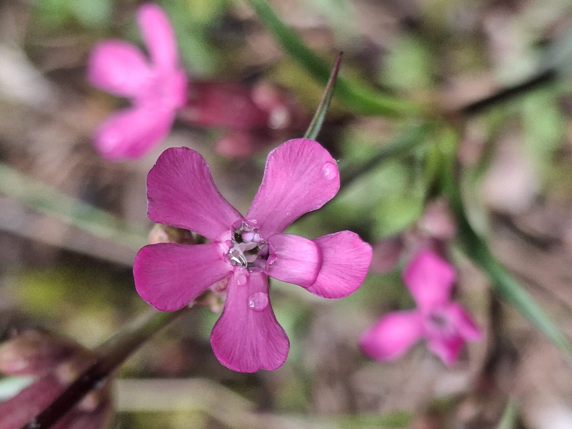 Valokuvaaja: Satu Suuntala
