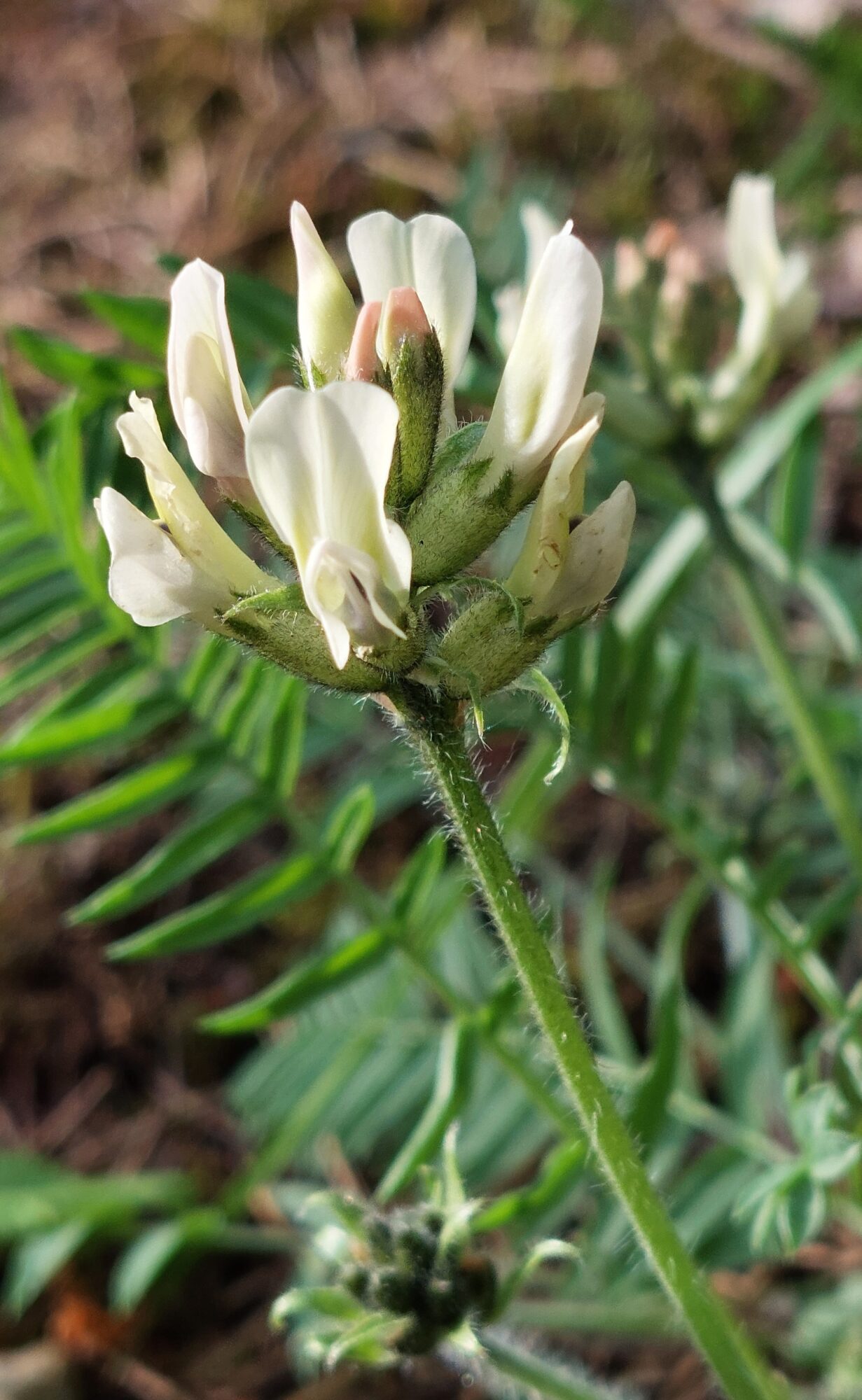 Valokuvaaja: Tarja Naukkarinen