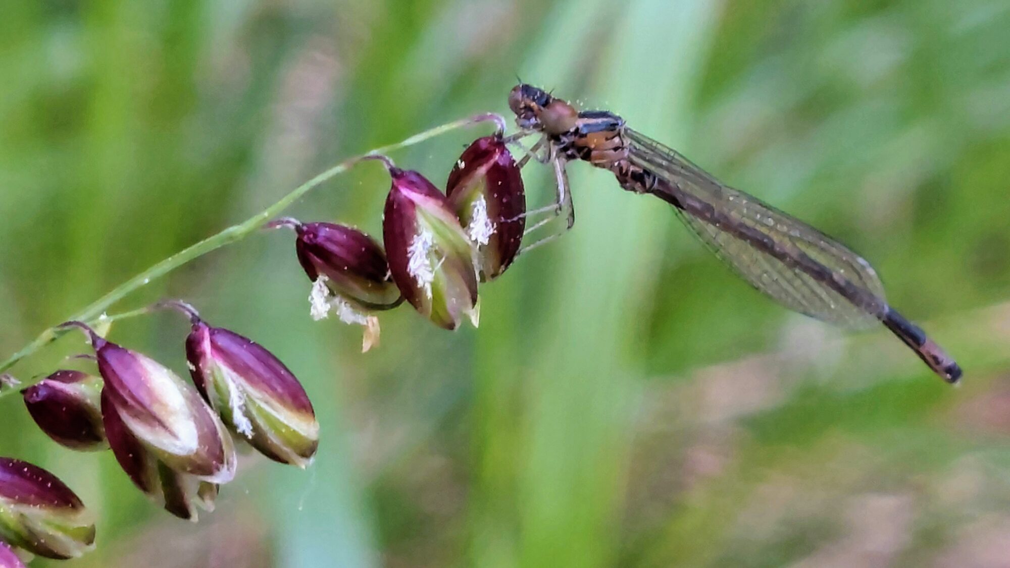 Valokuvaaja: Tarja Naukkarinen