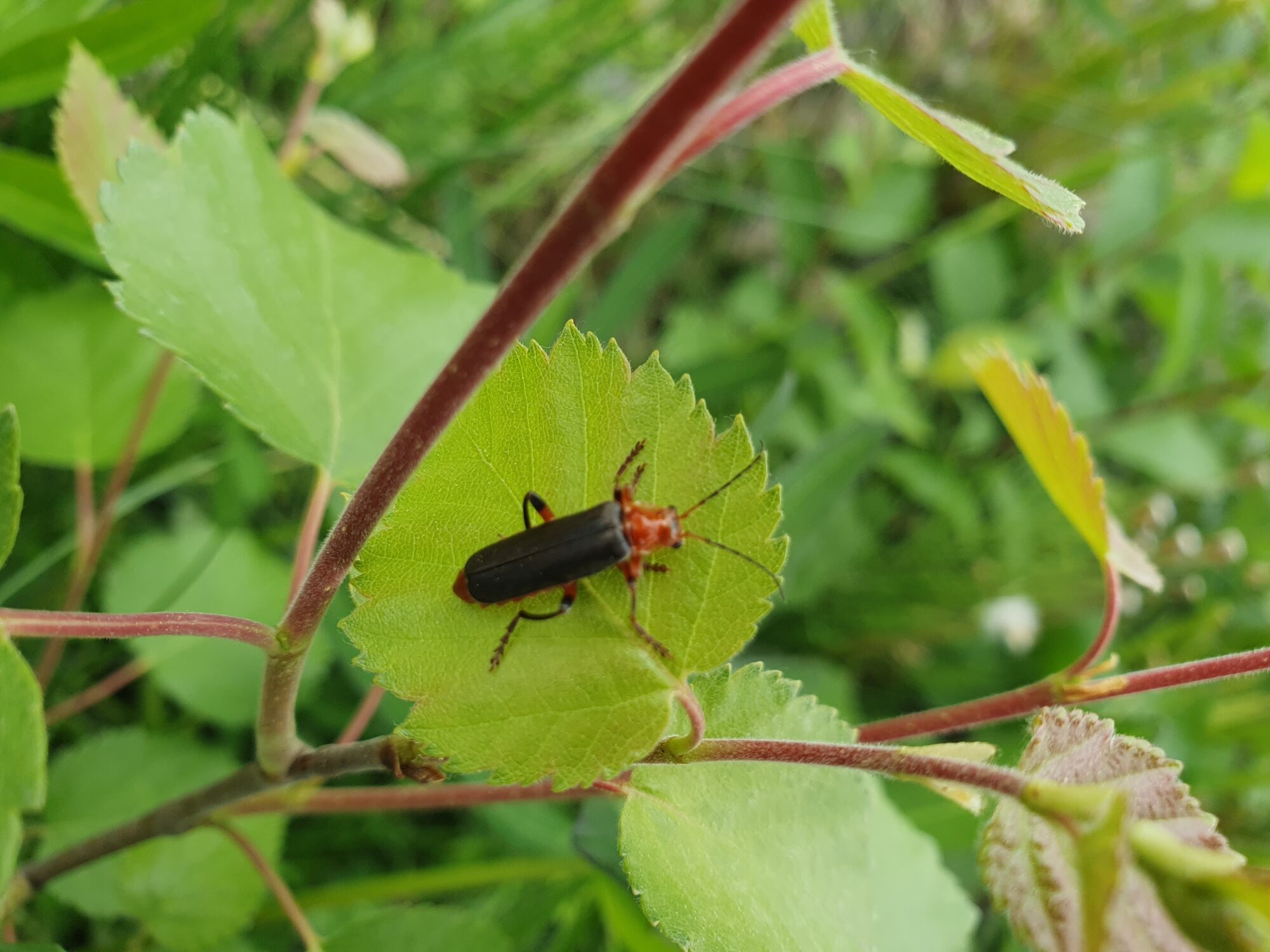 Valokuvaaja: Pirkko Tuulihovi Valokuvaaja: Pirkko Tuulihovi