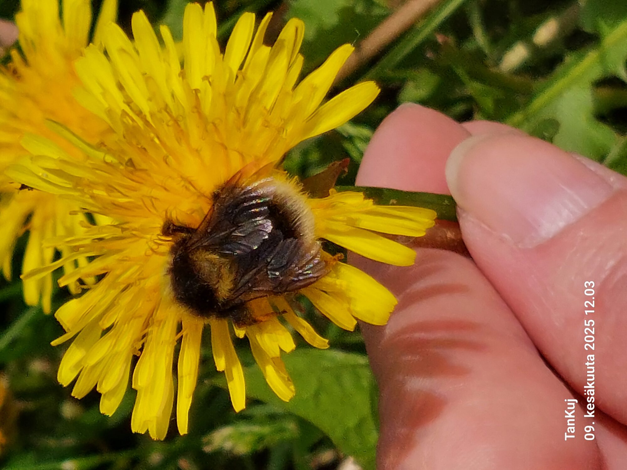 Valokuvaaja: Tanja Kujanpää Valokuvaaja: Tanja Kujanpää