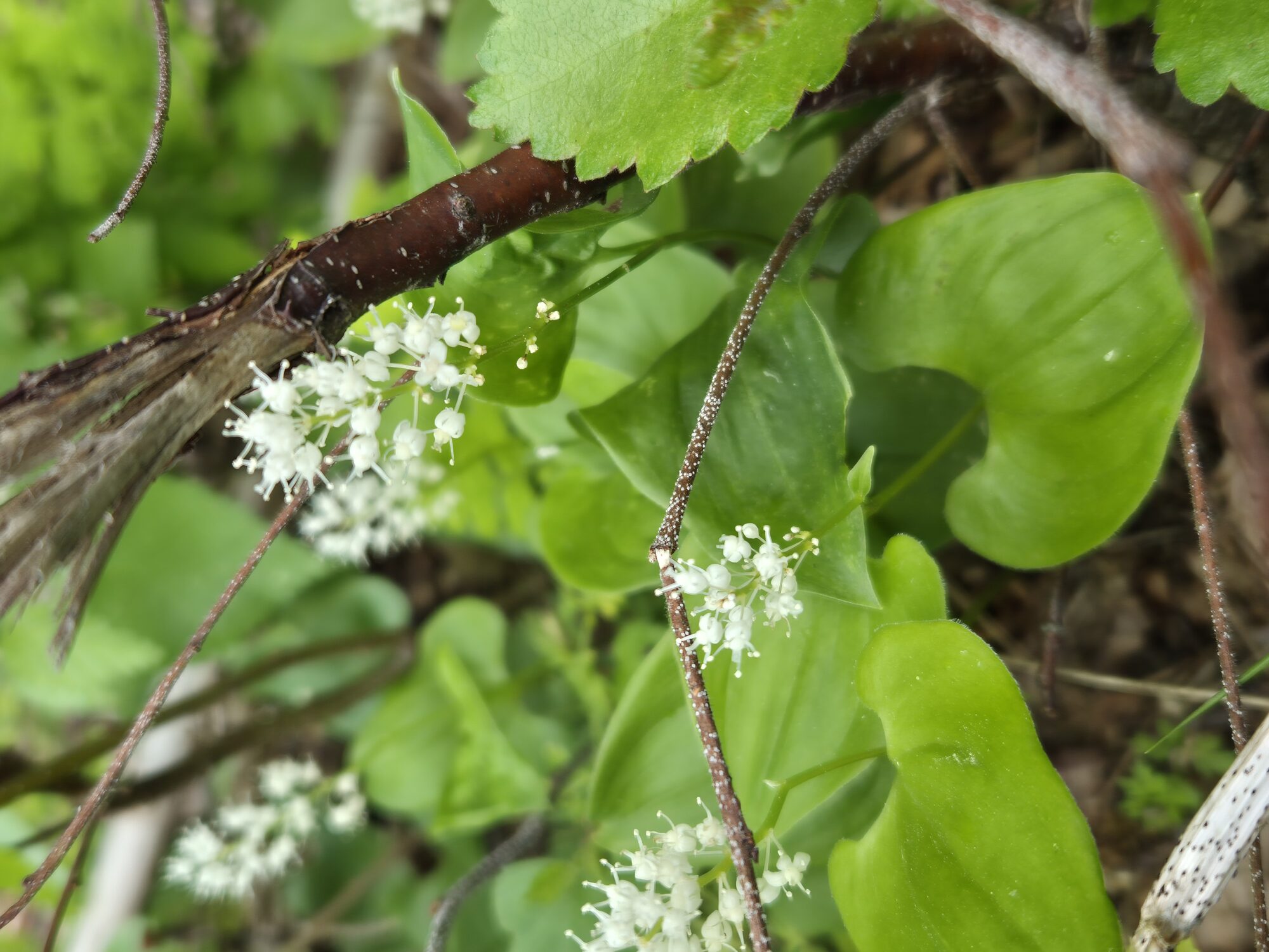 Valokuvaaja: Heli Pajunen