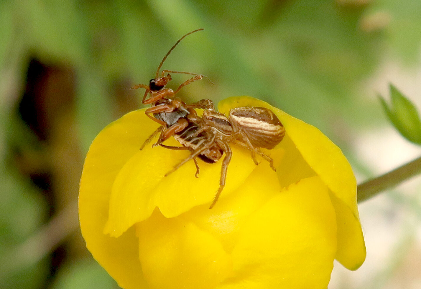 Valokuvaaja: Anssi Mäkinen Valokuvaaja: Anssi Mäkinen