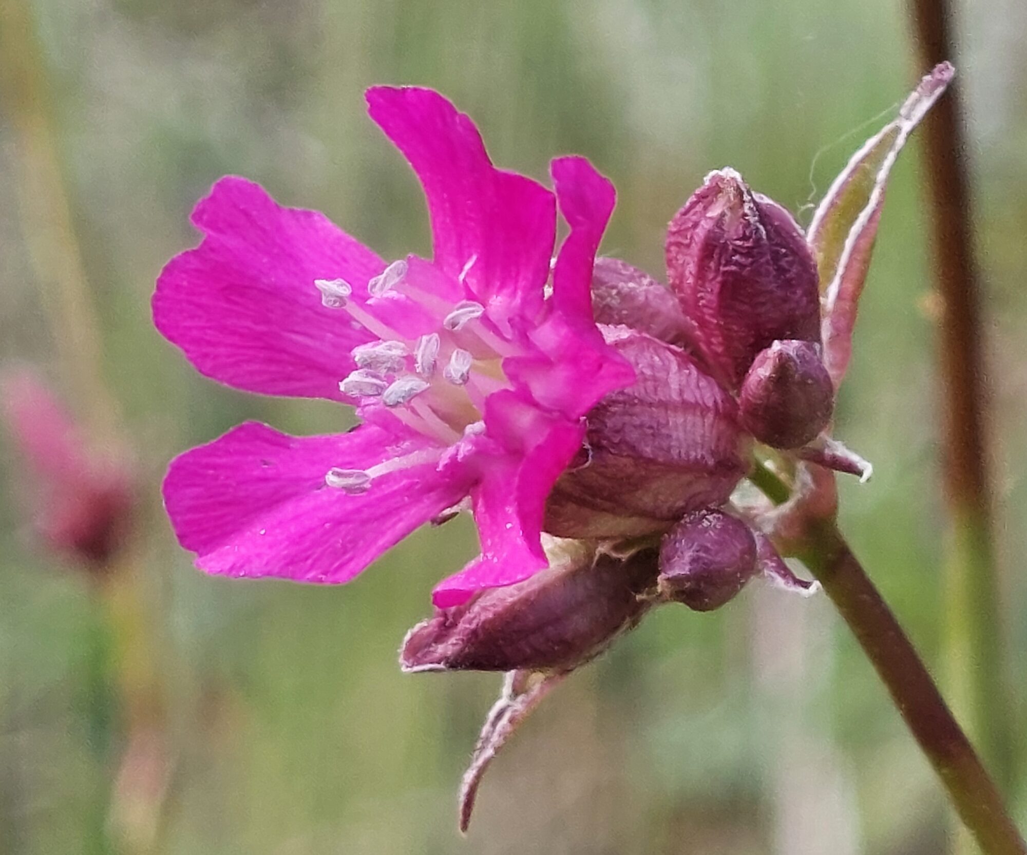 Valokuvaaja: Tarja Naukkarinen