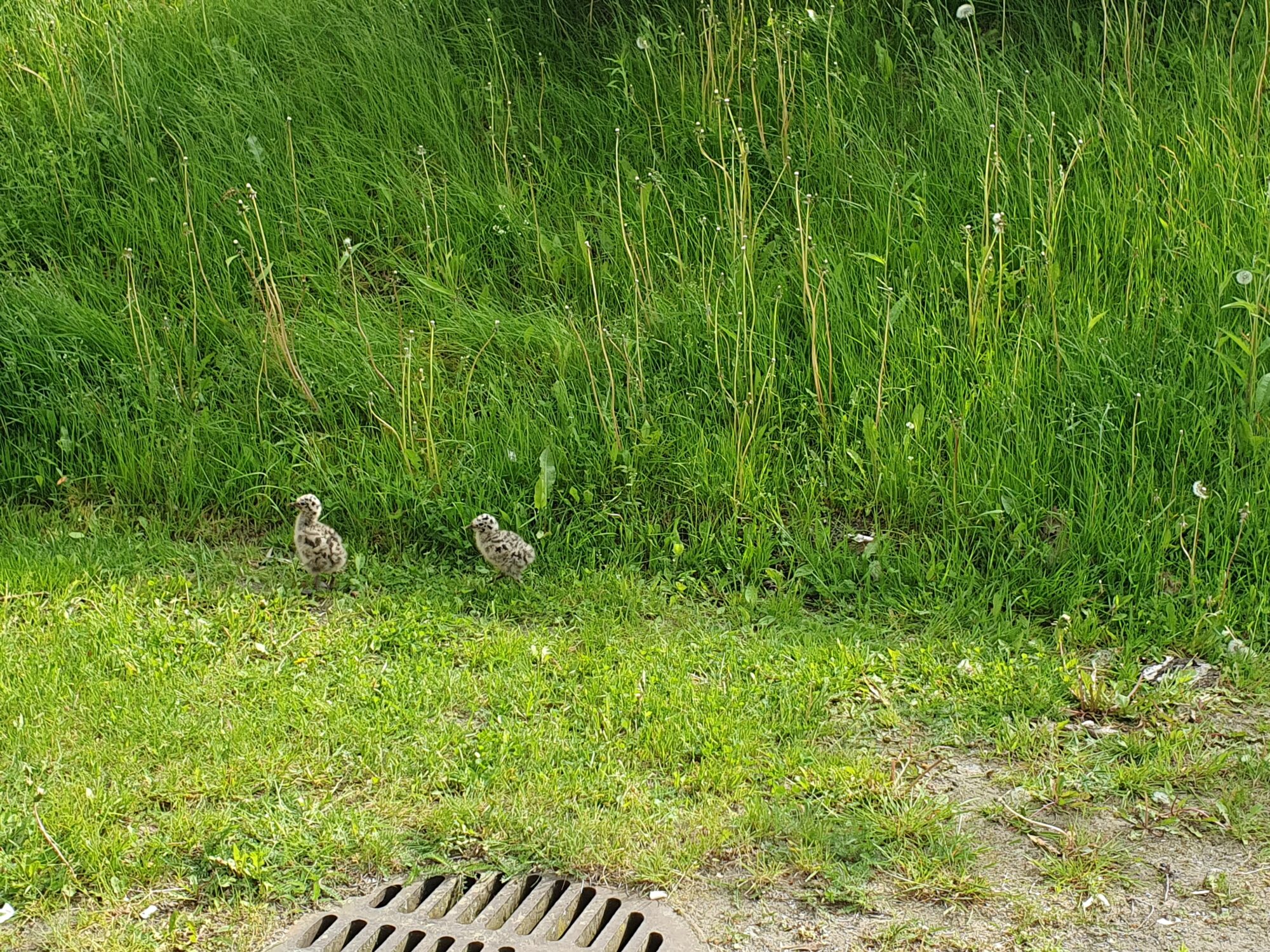 Valokuvaaja: Pirkko Tuulihovi Valokuvaaja: Pirkko Tuulihovi