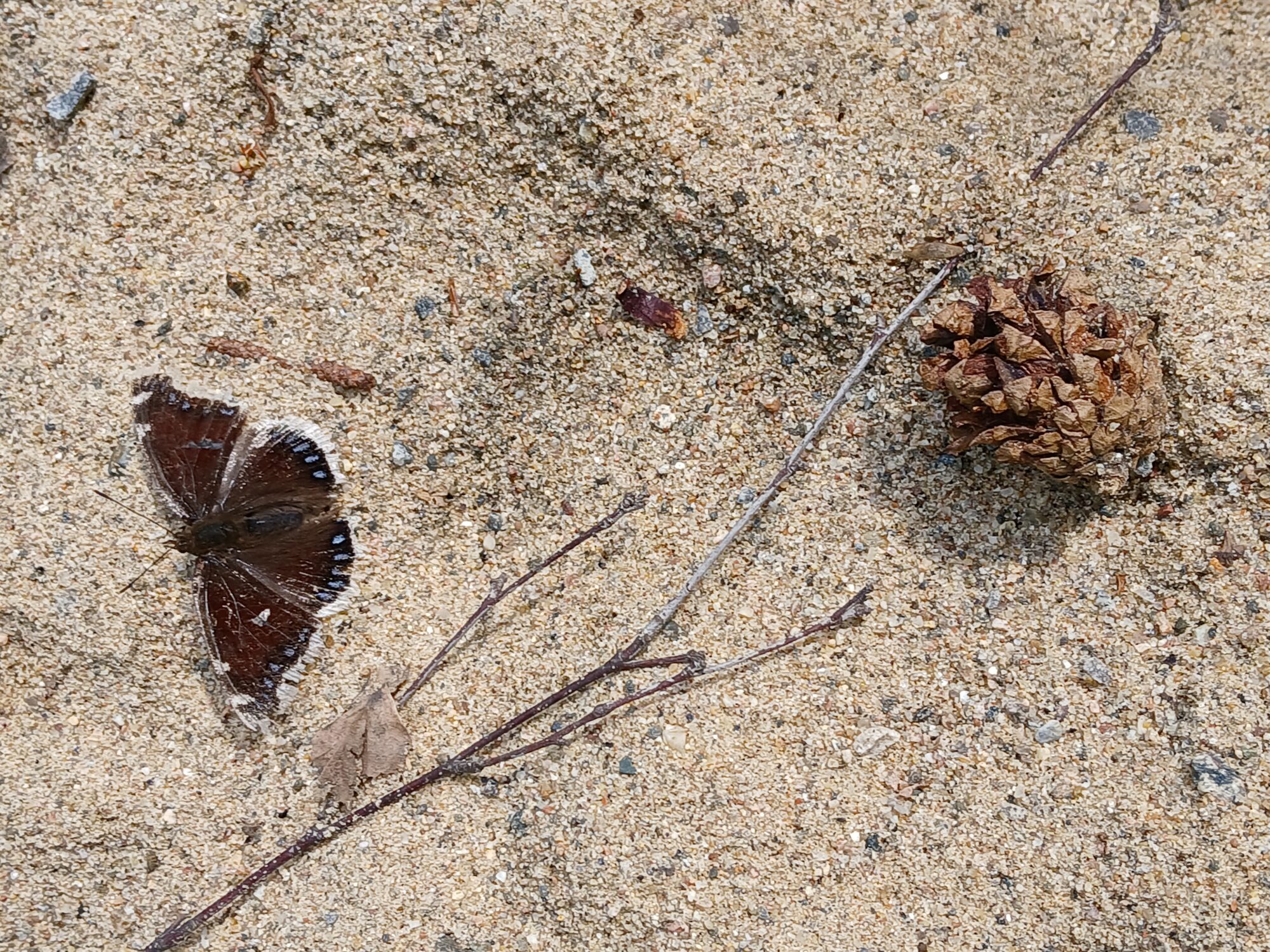 Valokuvaaja: Helena Sytelä Valokuvaaja: Helena Sytelä