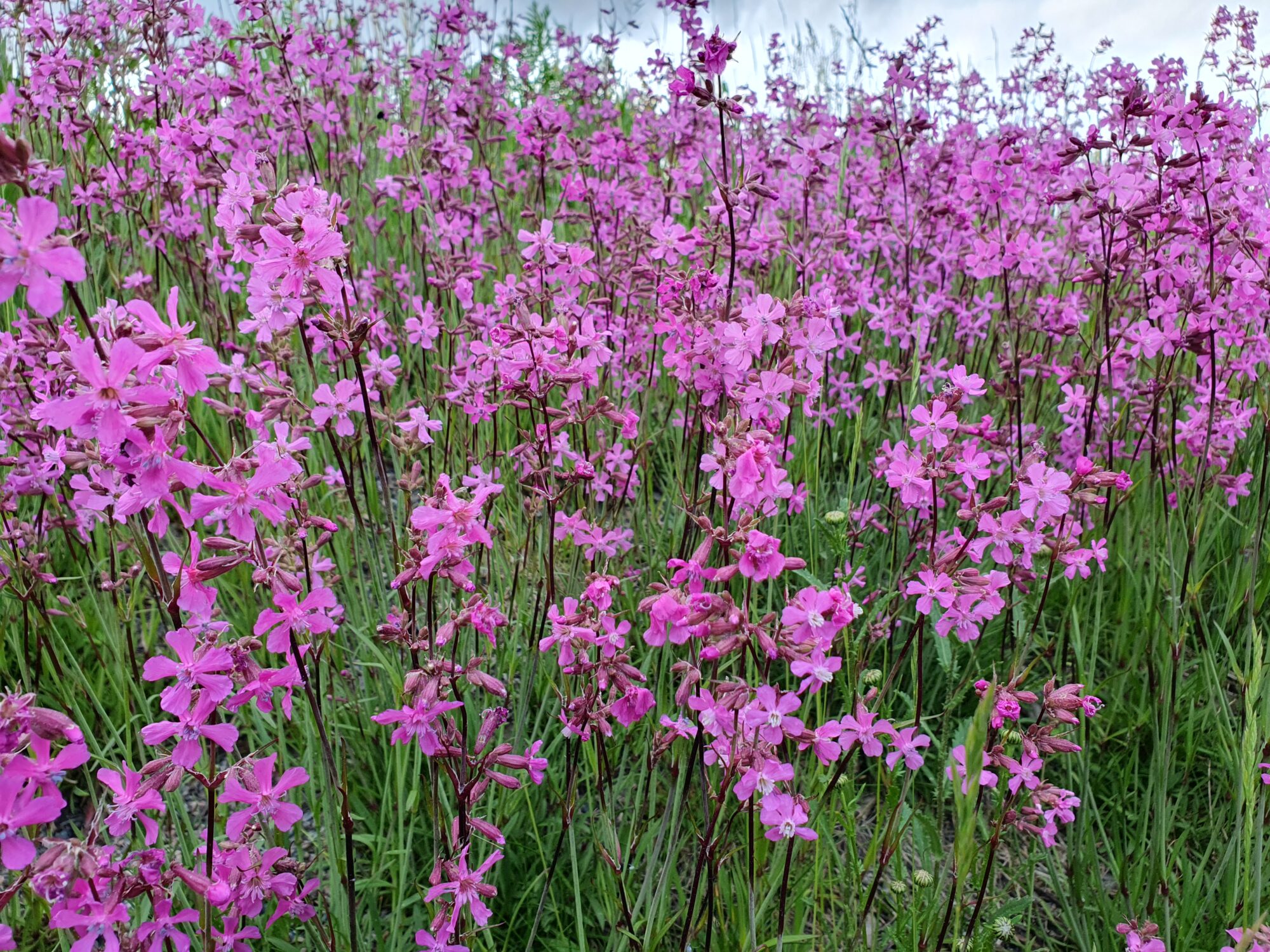 Valokuvaaja: Pirkko Tuulihovi