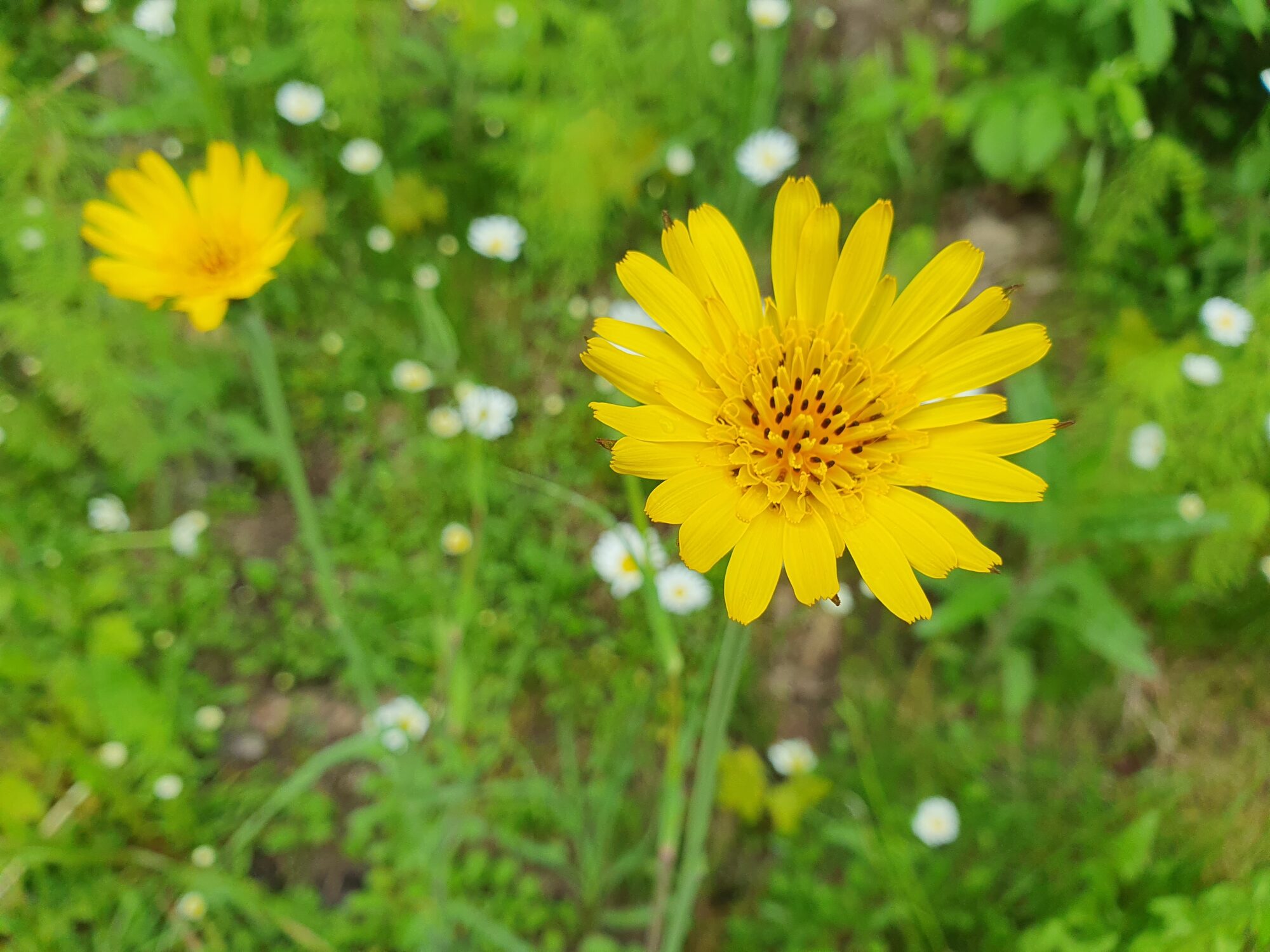 Valokuvaaja: Pirkko Tuulihovi