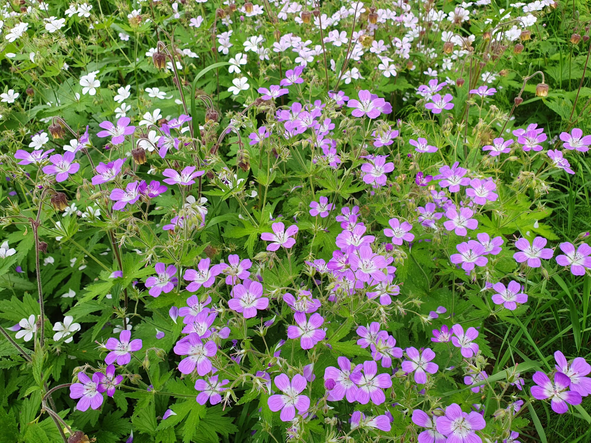 Valokuvaaja: Pirkko Tuulihovi