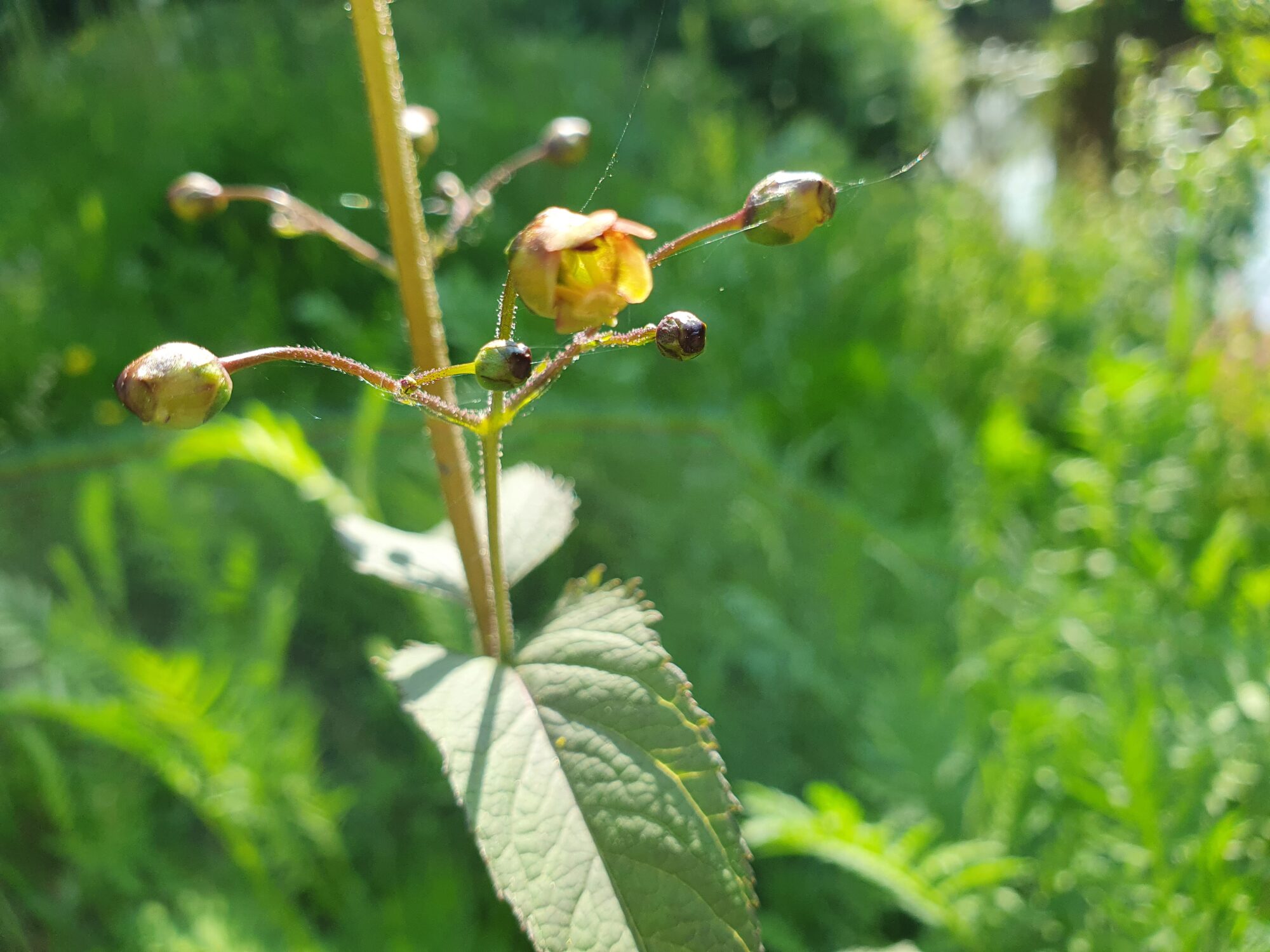 Valokuvaaja: Pirkko Tuulihovi