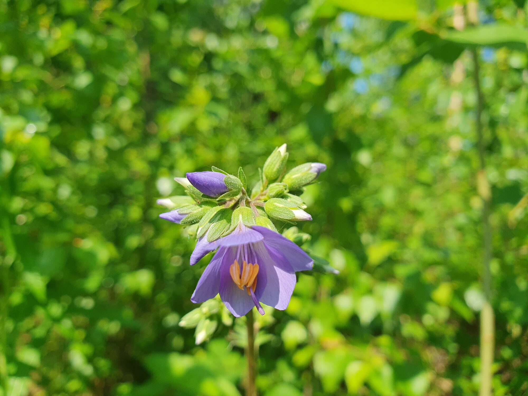 Valokuvaaja: Pirkko Tuulihovi