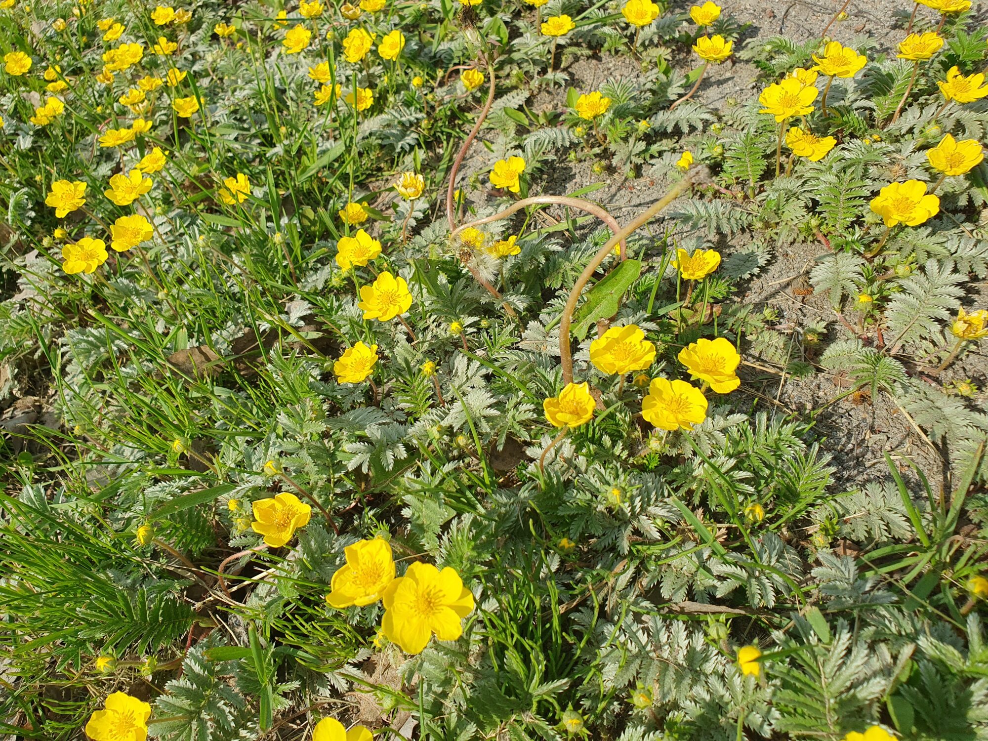 Valokuvaaja: Pirkko Tuulihovi