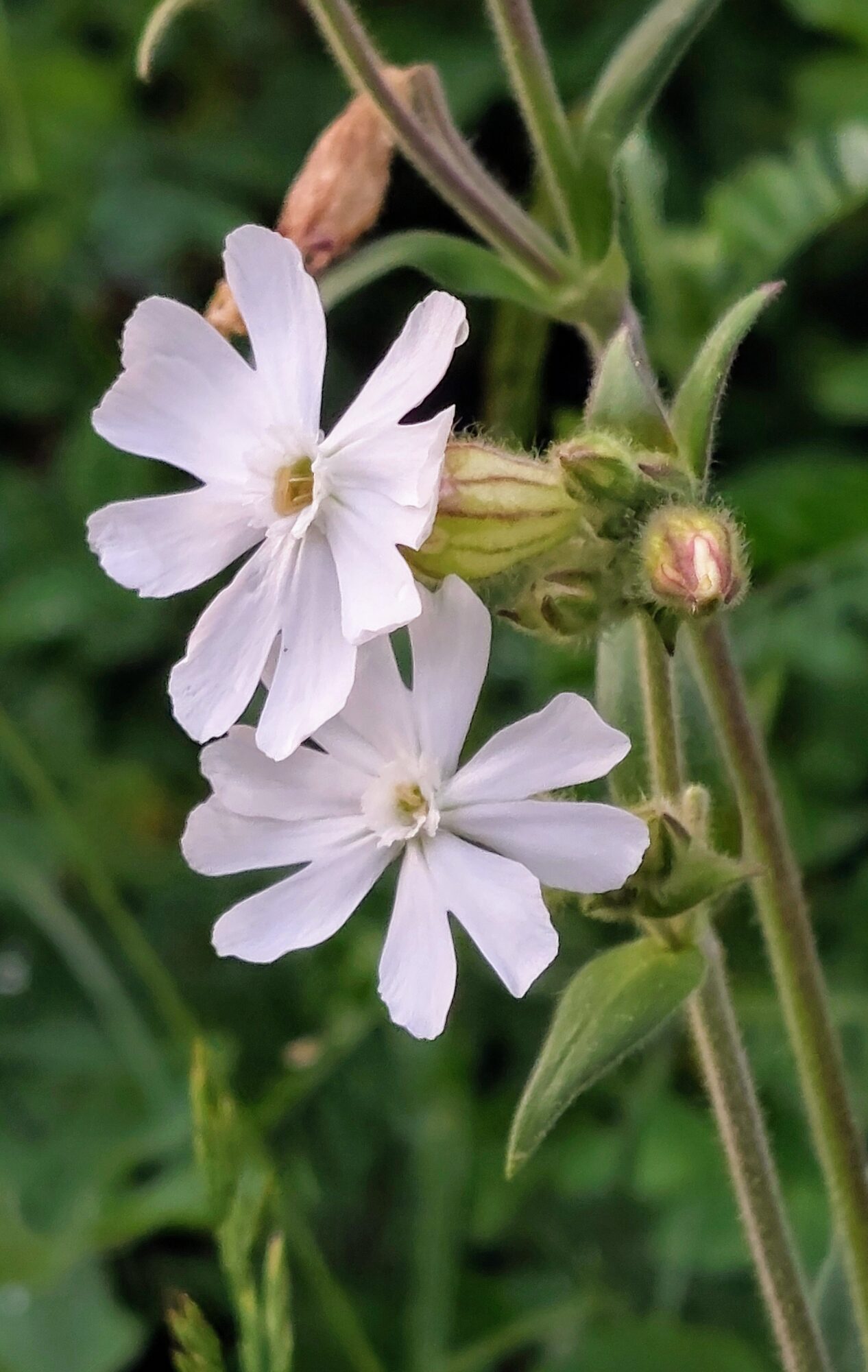 Valokuvaaja: Tarja Naukkarinen