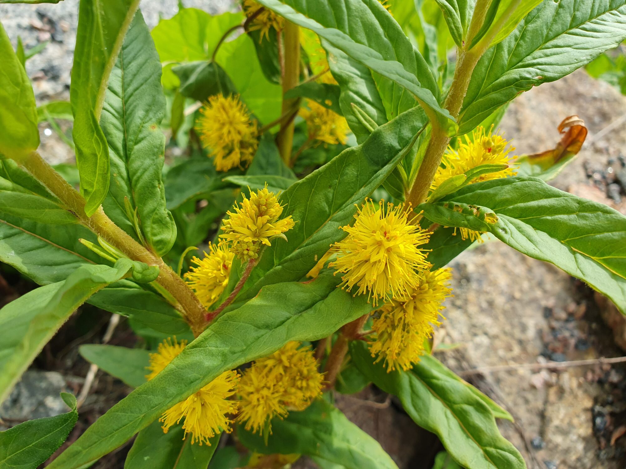 Valokuvaaja: Pirkko Tuulihovi