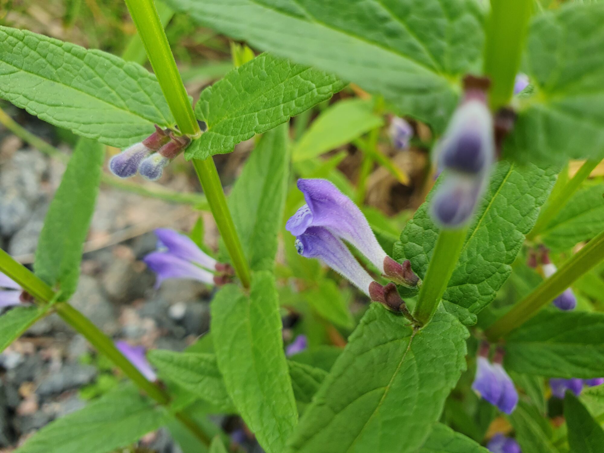 Valokuvaaja: Pirkko Tuulihovi