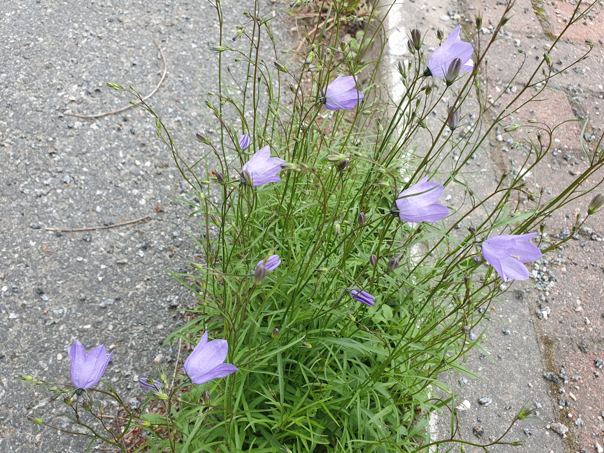 Valokuvaaja: Pirkko Tuulihovi