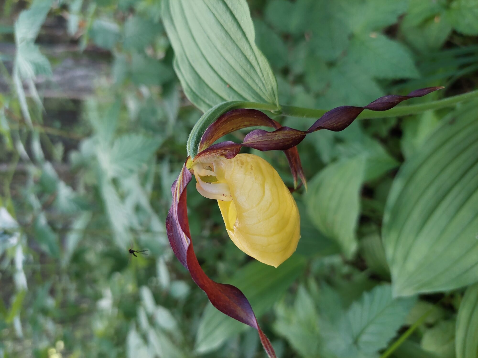 Valokuvaaja: Erja Kaarnaharju