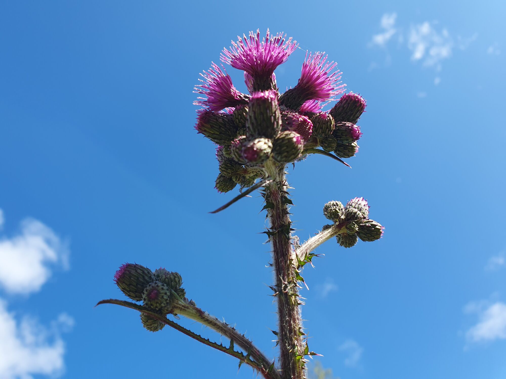 Valokuvaaja: Pirkko Tuulihovi