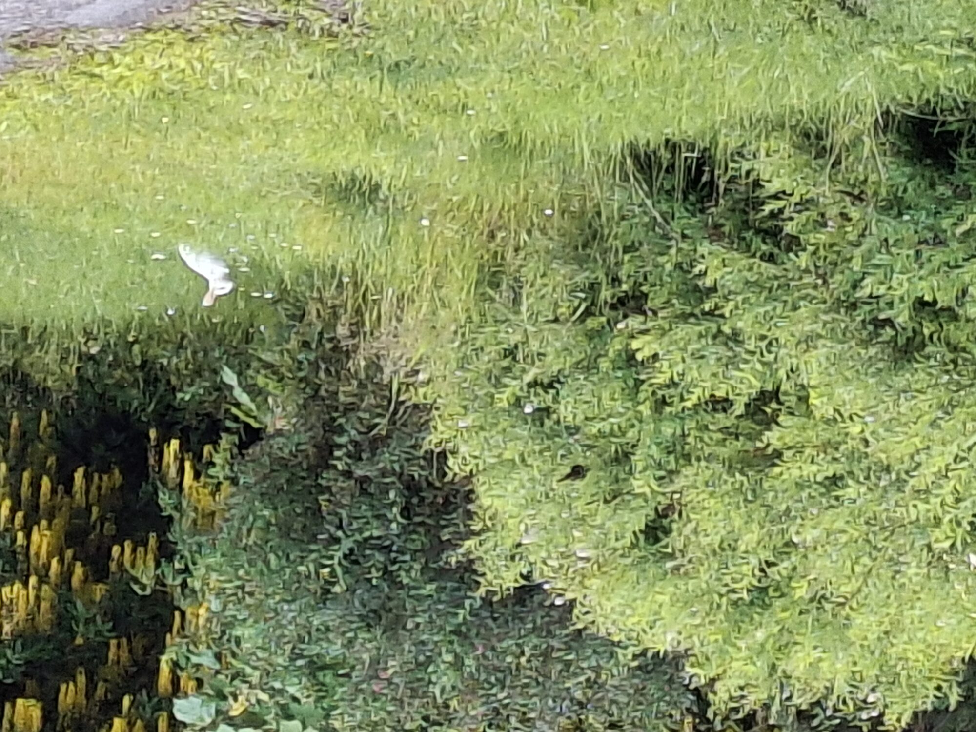 Valokuvaaja: Satu Suuntala