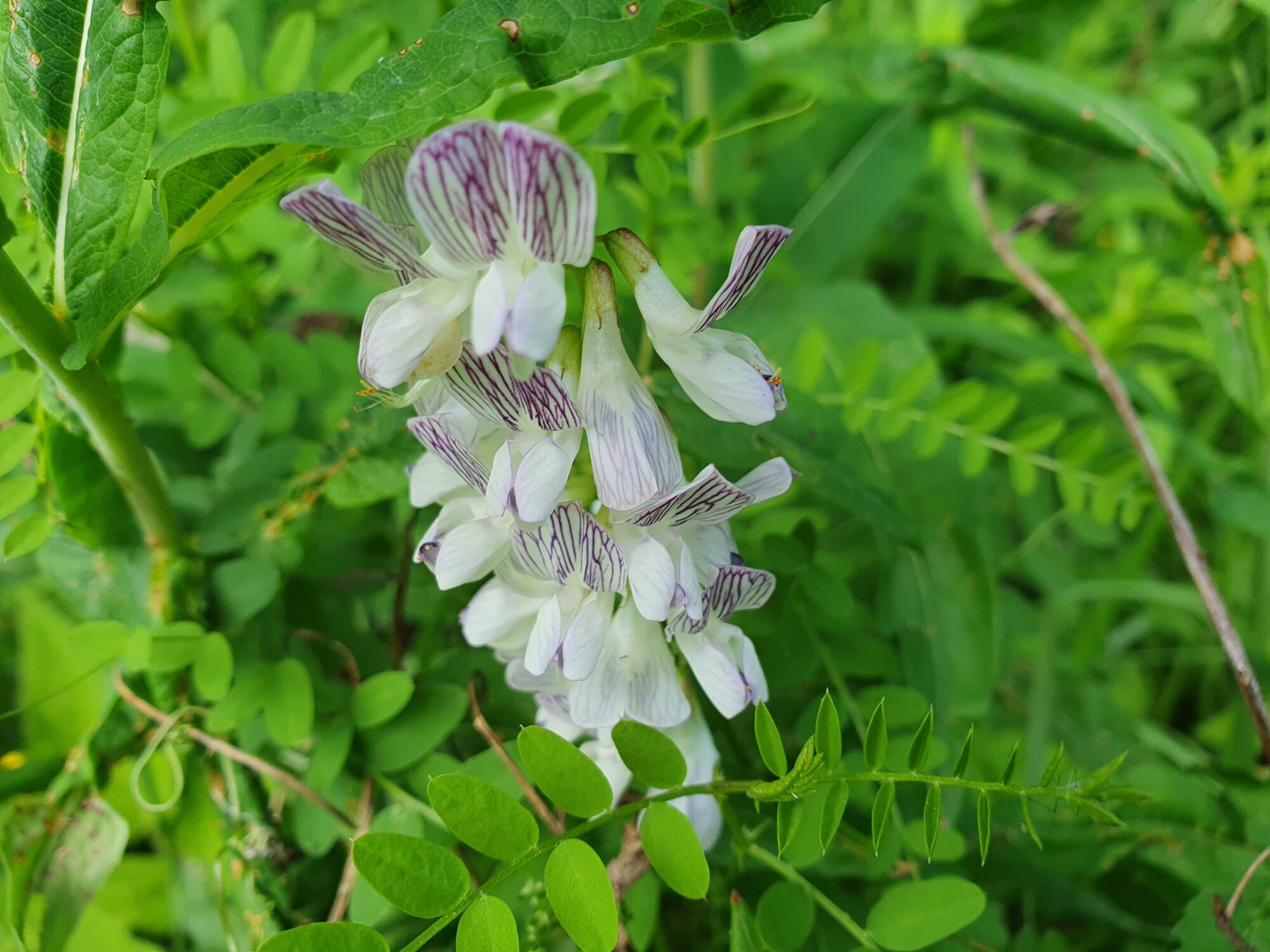 Valokuvaaja: Pirkko Tuulihovi Valokuvaaja: Pirkko Tuulihovi