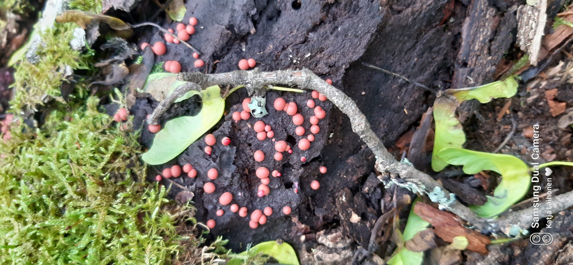 Valokuvaaja: Katja Laihonen