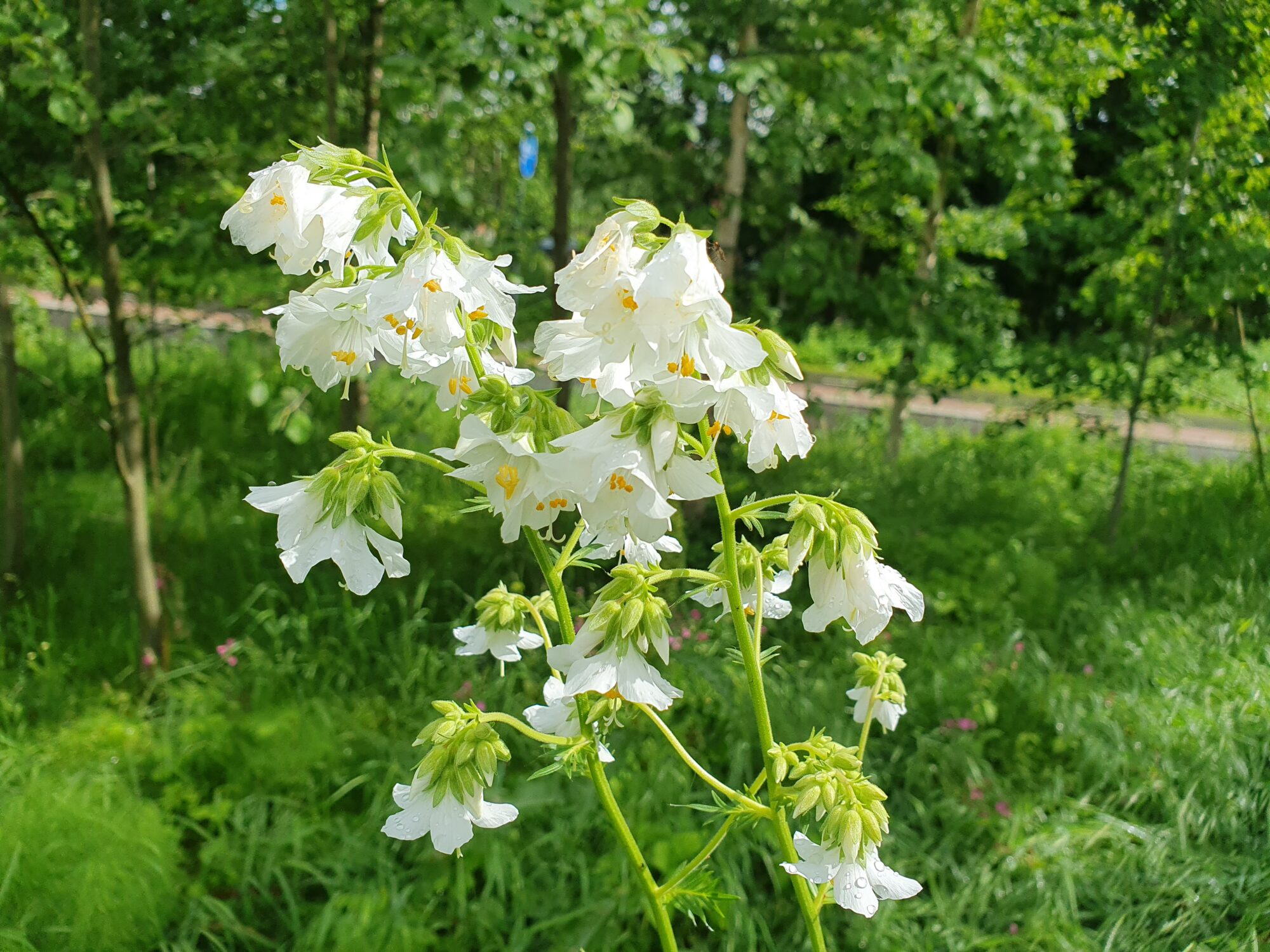 Valokuvaaja: Pirkko Tuulihovi Valokuvaaja: Pirkko Tuulihovi