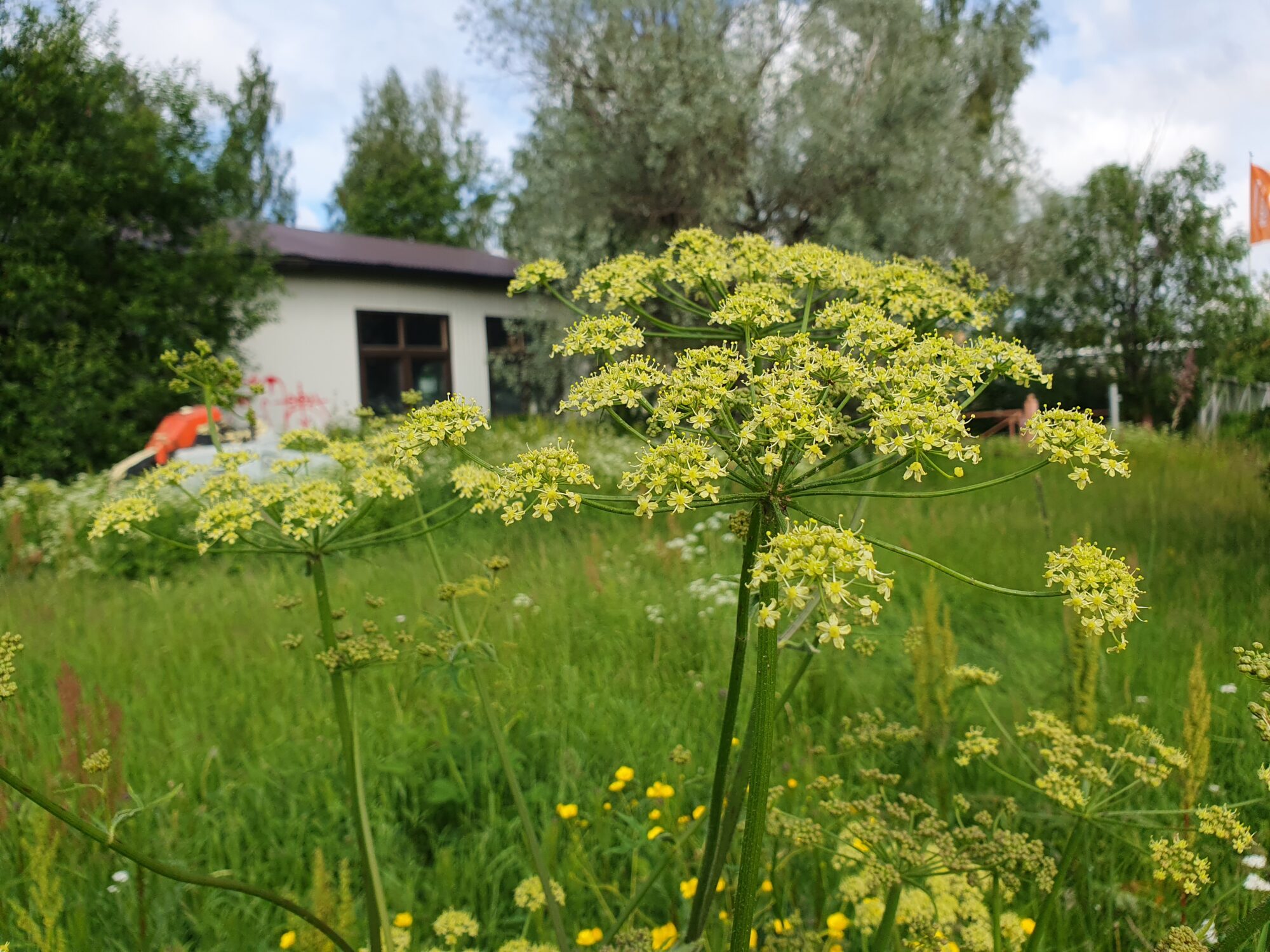 Valokuvaaja: Pirkko Tuulihovi