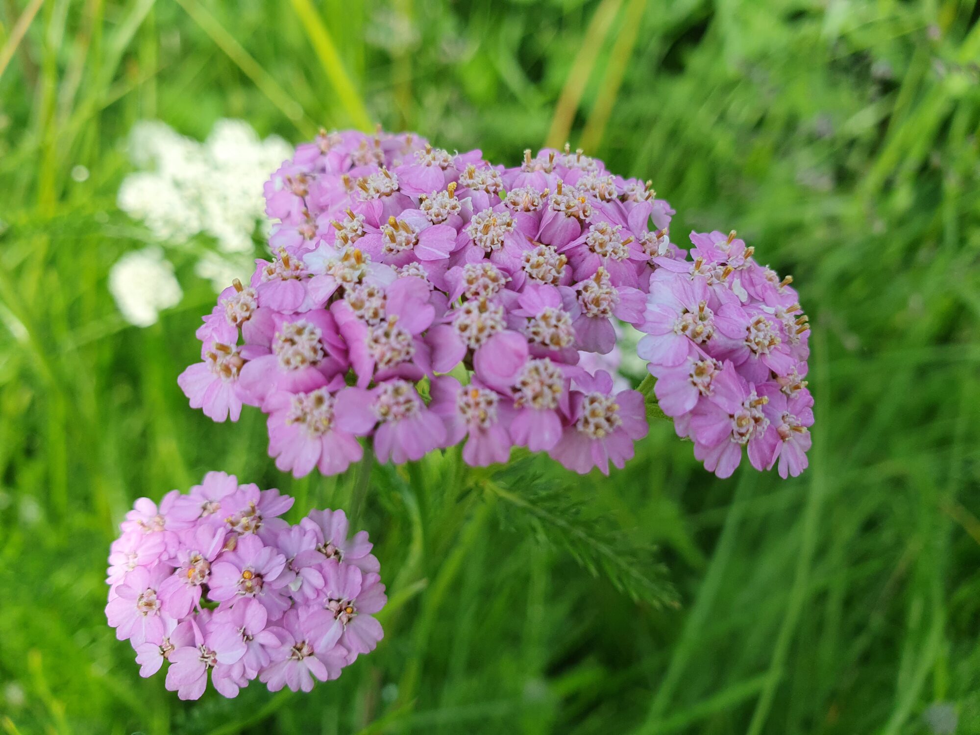 Valokuvaaja: Pirkko Tuulihovi