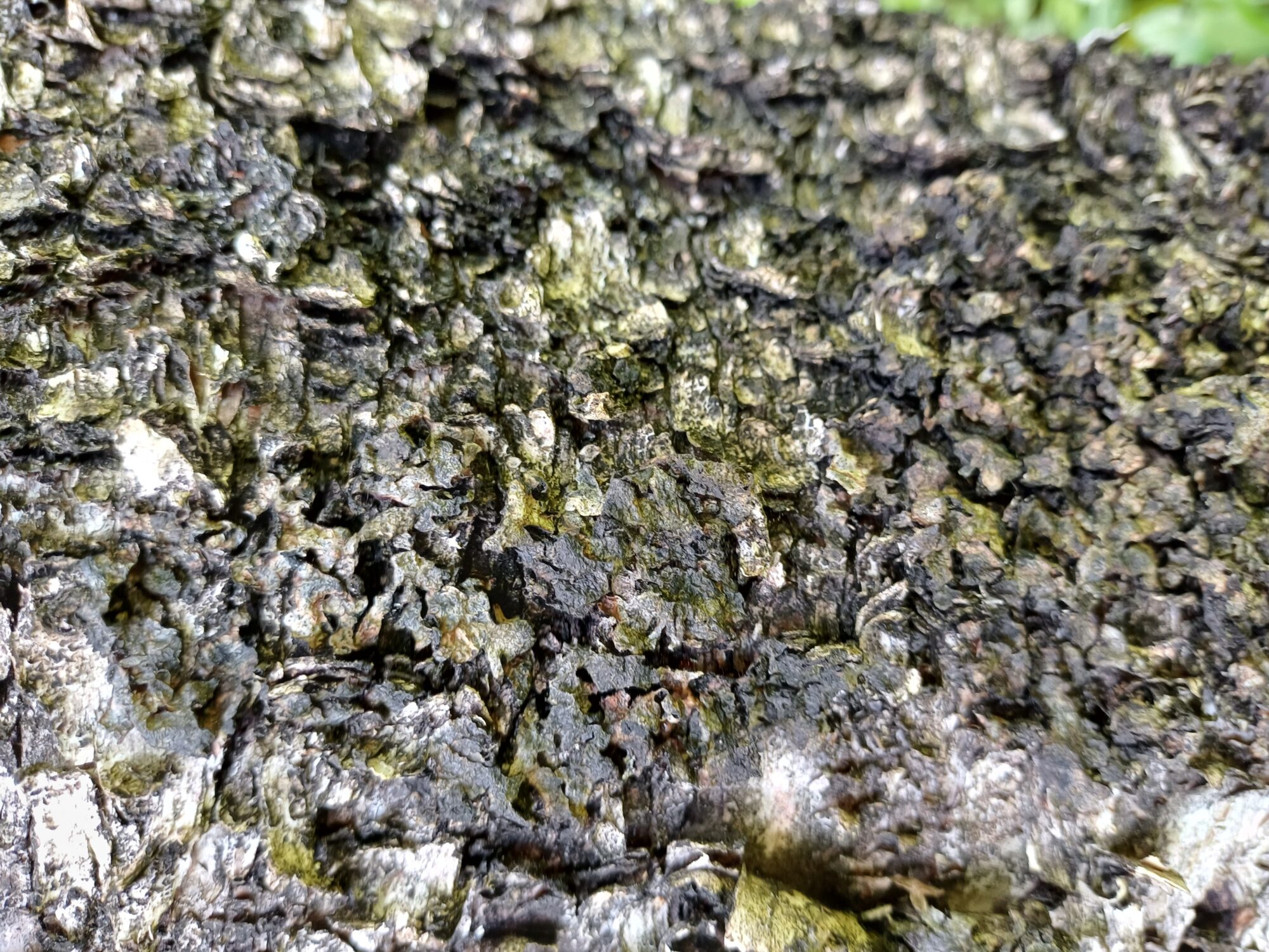 Valokuvaaja: Tarja Aarinen Valokuvaaja: Tarja Aarinen