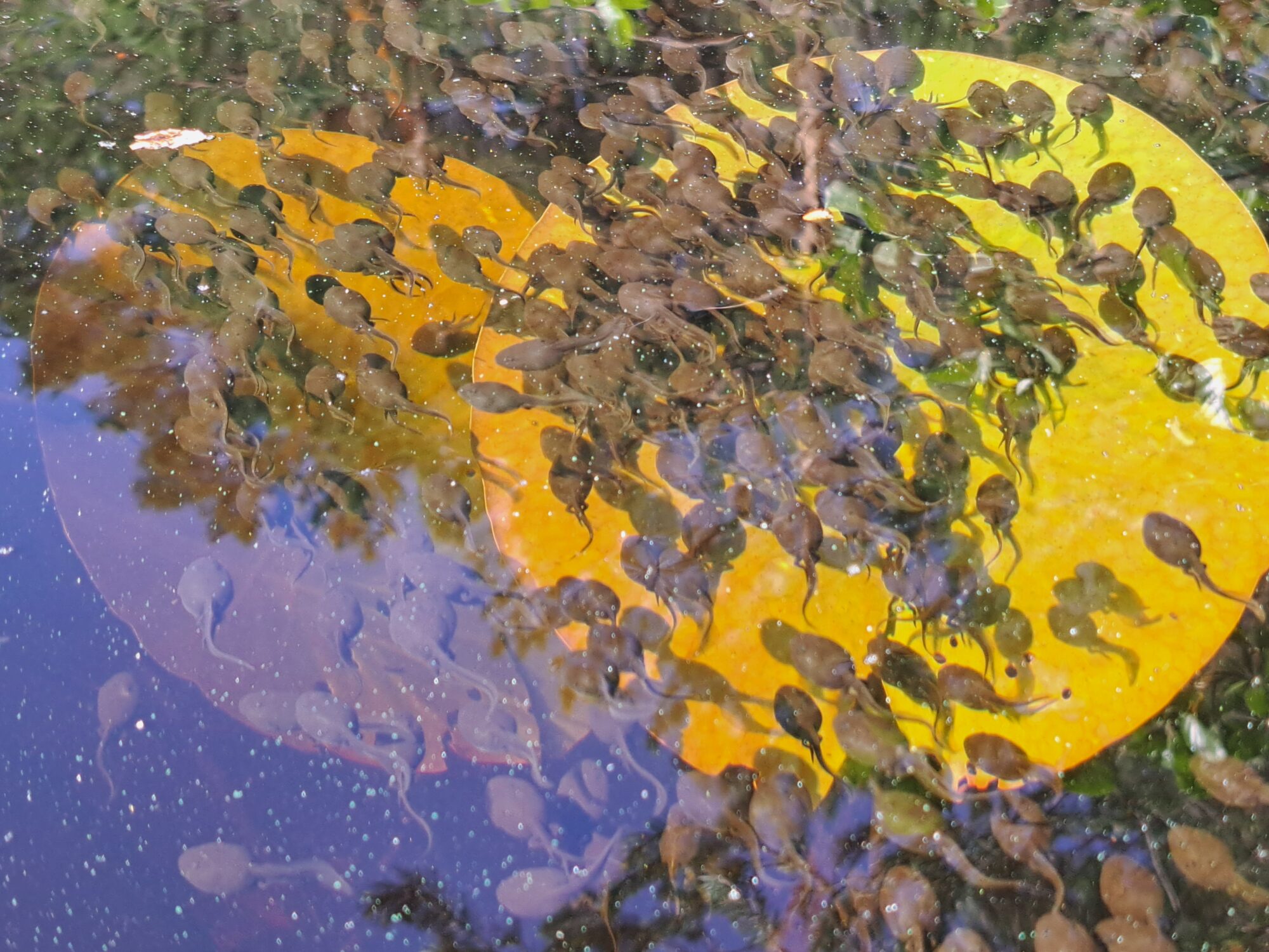 Valokuvaaja: Irja Lehtinen Valokuvaaja: Irja Lehtinen