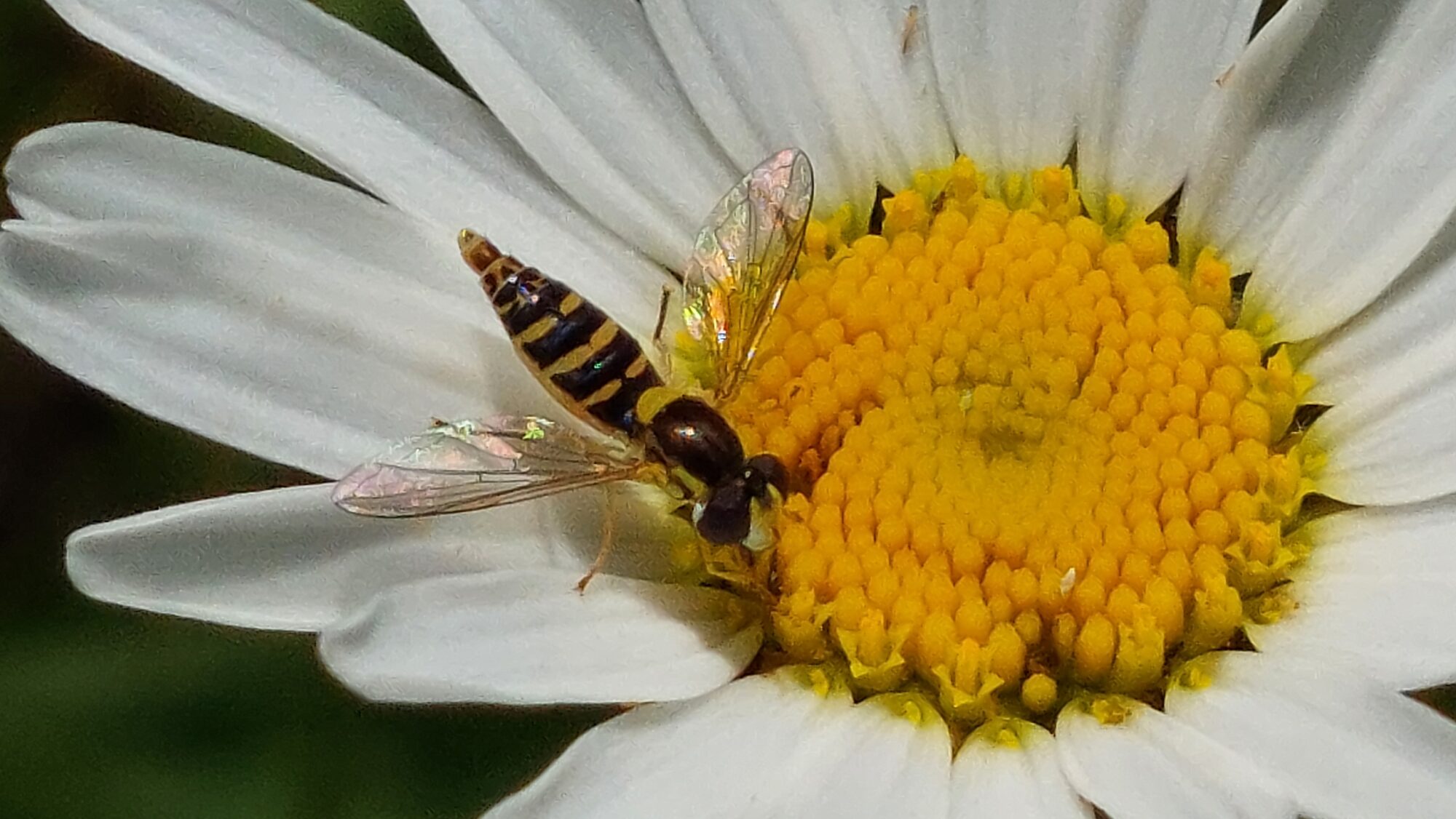 Valokuvaaja: Tarja Naukkarinen Valokuvaaja: Tarja Naukkarinen