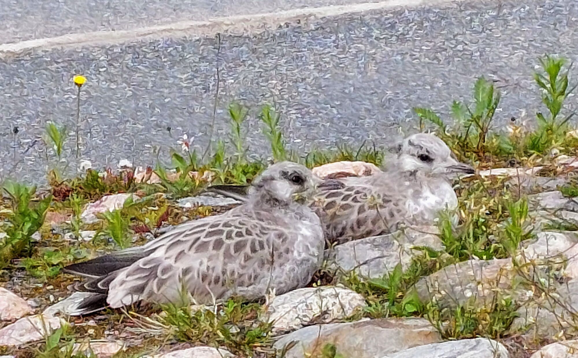 Valokuvaaja: Tarja Naukkarinen Valokuvaaja: Tarja Naukkarinen