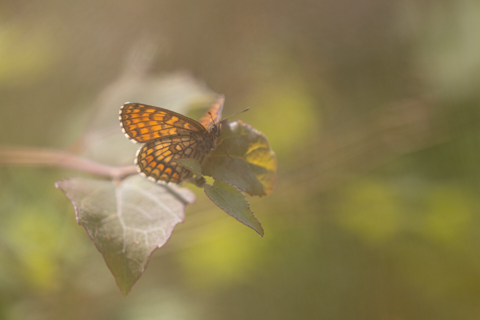 Valokuvaaja: Anne Patana Valokuvaaja: Anne Patana