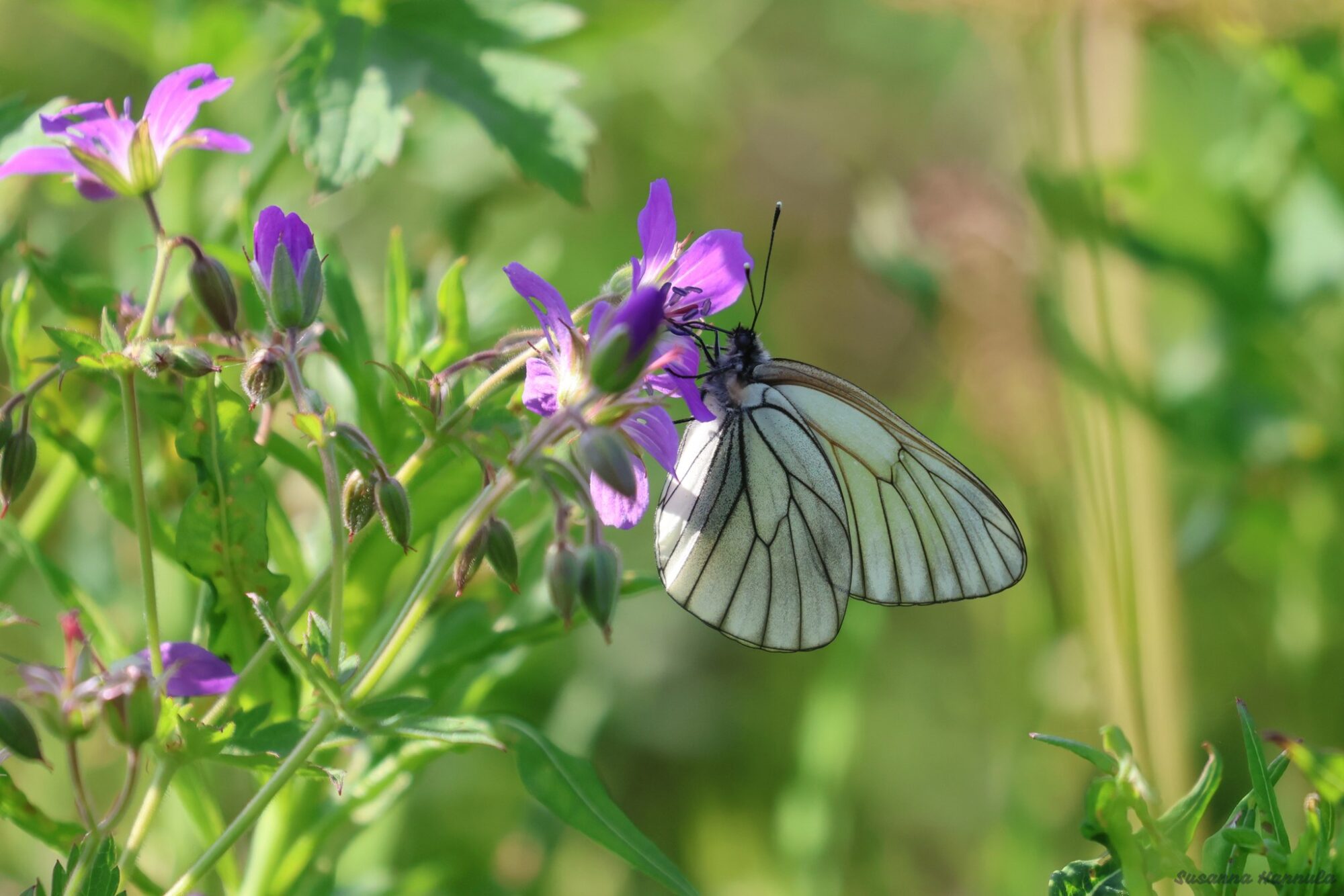 Valokuvaaja: Susanna Hannula Valokuvaaja: Susanna Hannula