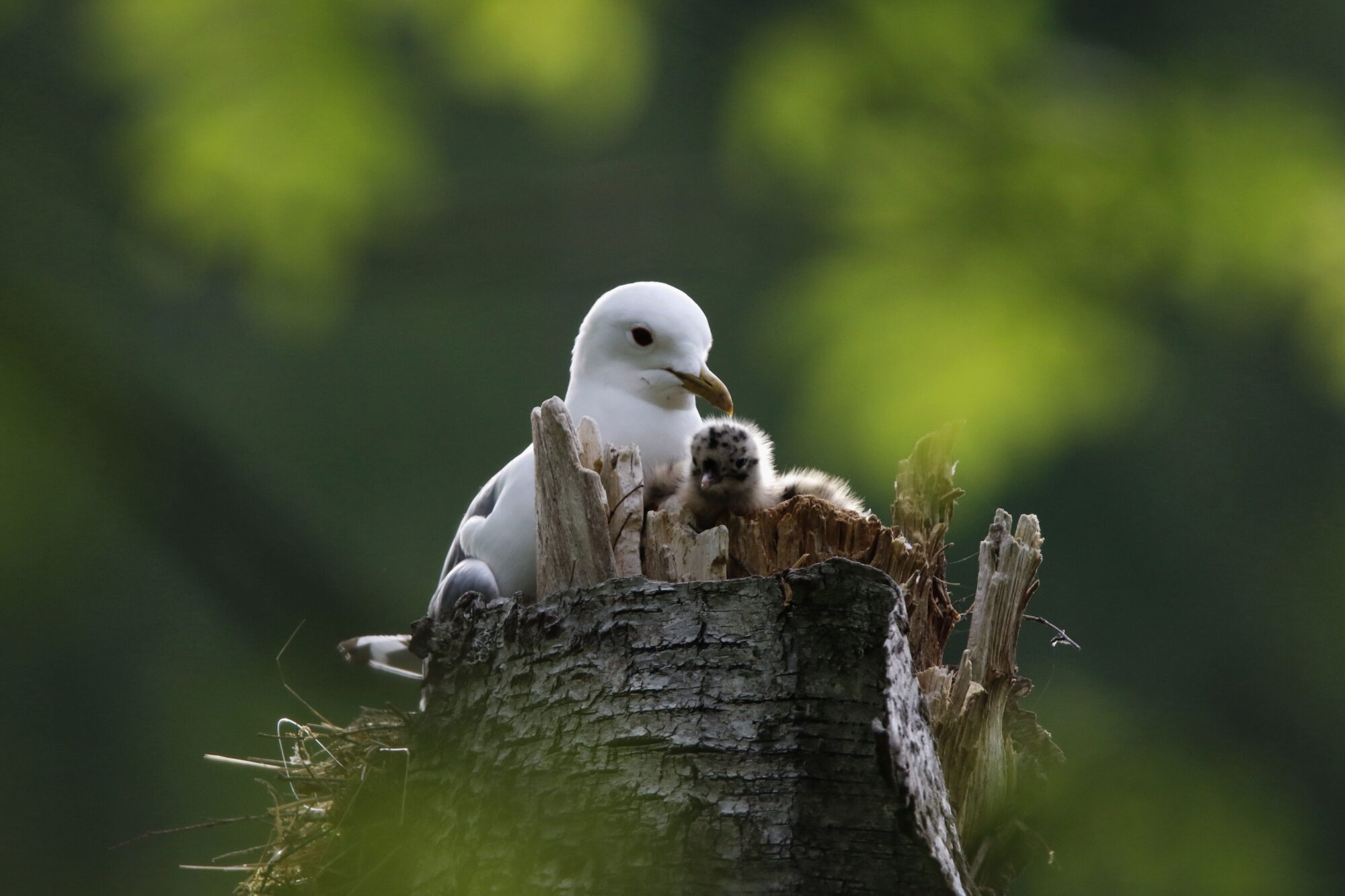 Valokuvaaja: Tuomas Lessman