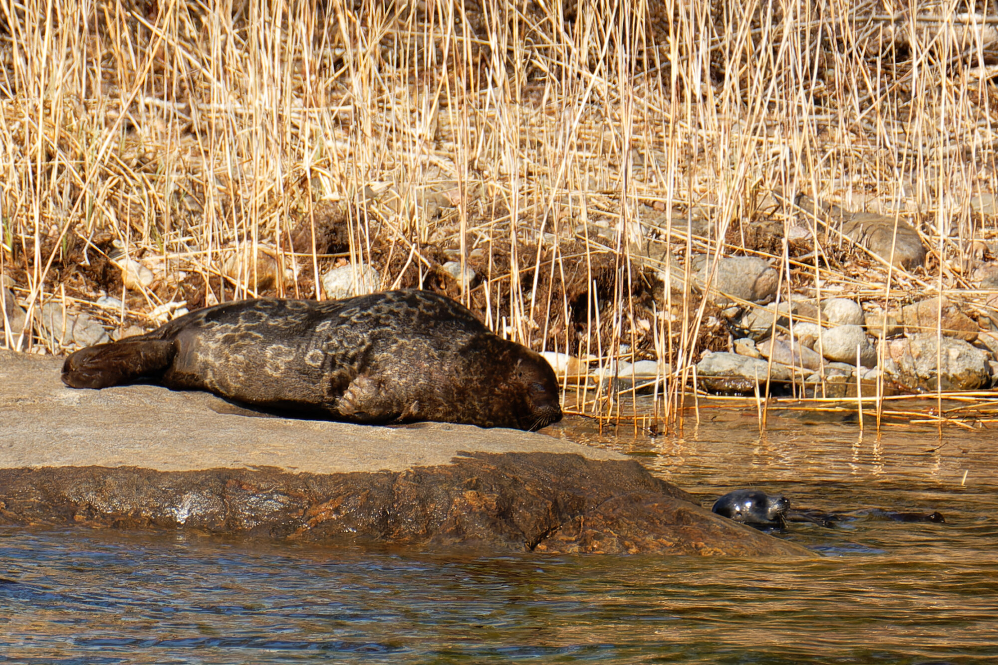 Valokuvaaja: Johan Moraal